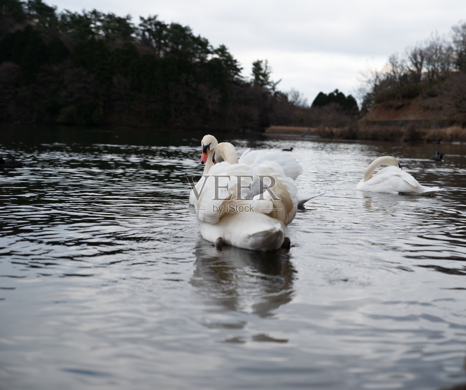 栖息于大分县别府市史达高湖的哑天鹅照片摄影图片