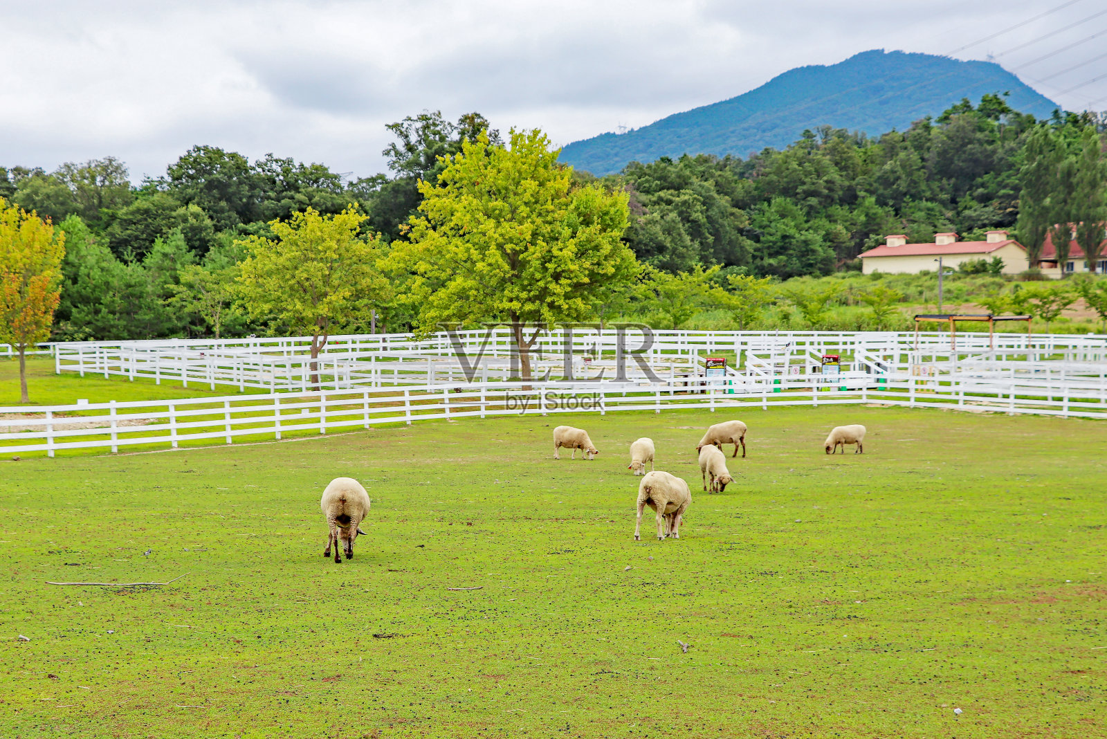 绵羊在农场的草原上照片摄影图片