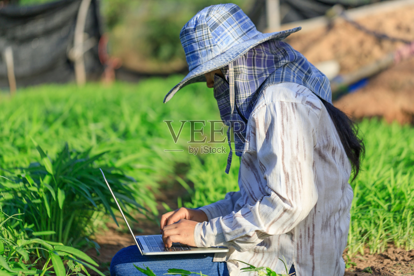 泰国农民正在用一台笔记本电脑在一个新鲜的牵牛花蔬菜农场，有机健康食品和技术概念，选择聚焦浅景深的领域照片摄影图片