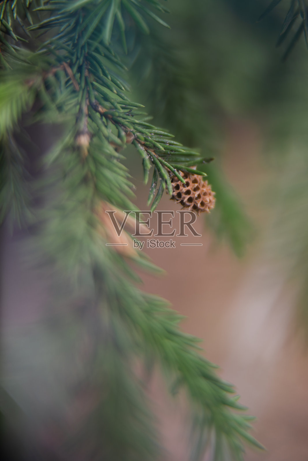 模糊的背景与冷杉树枝和松果。照片摄影图片