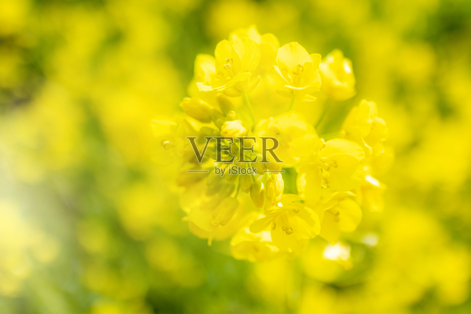 油菜田在春天开满了花照片摄影图片