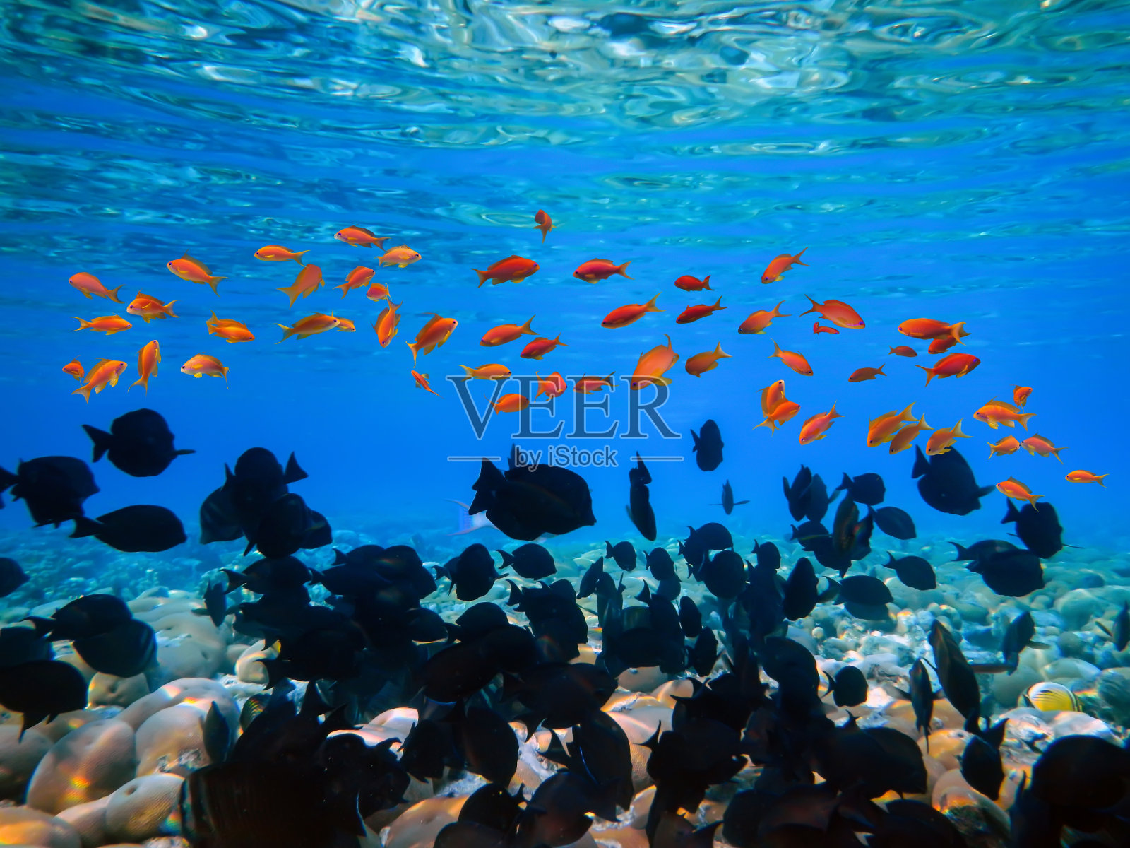 热带海底的彩色珊瑚礁。红海照片摄影图片
