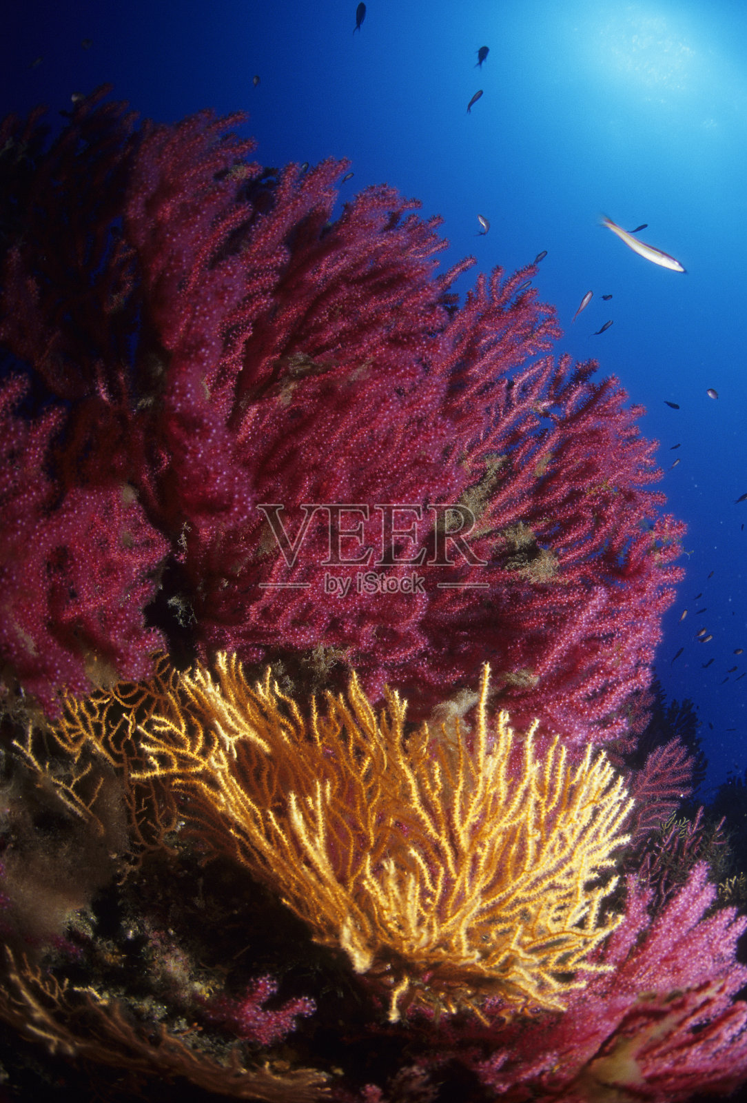 红珊瑚照片摄影图片