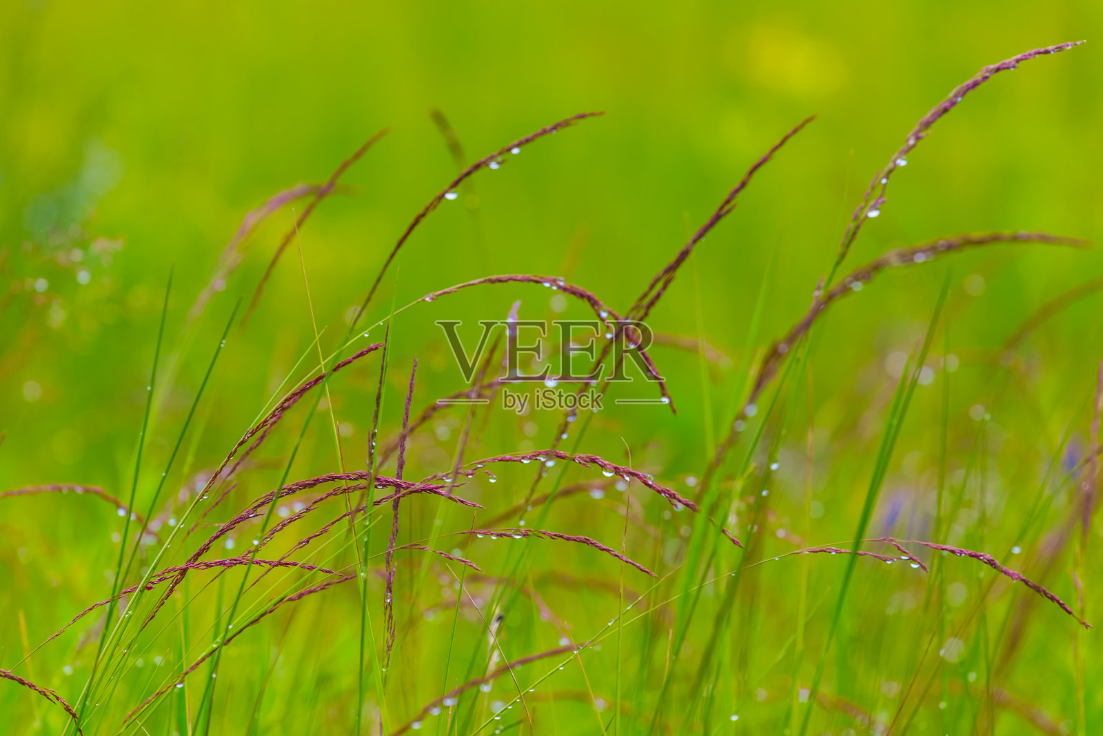 特写绿色的肝，春天的草原景象照片摄影图片