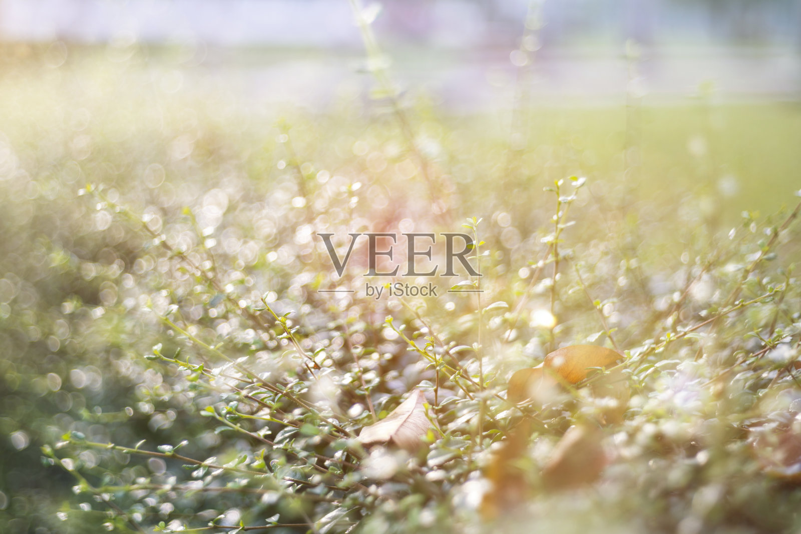 散焦散焦园林树木的背景照片摄影图片