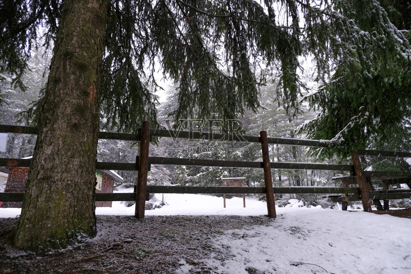 松树从下面穿过木栅栏和冬天的雪林。在户外散步。照片摄影图片