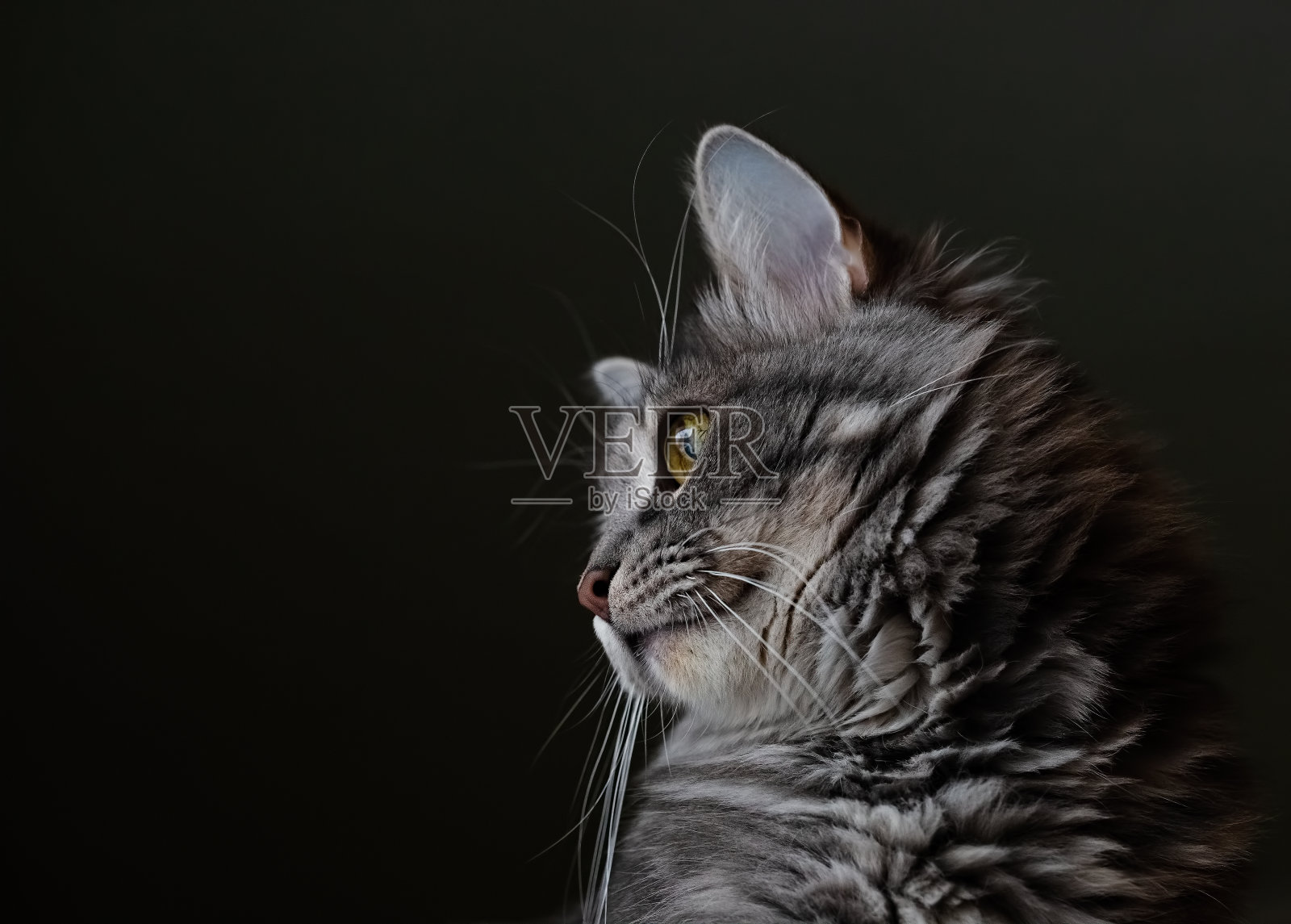 一个毛茸茸的猫的侧面肖像在模糊的黑暗背景照片摄影图片