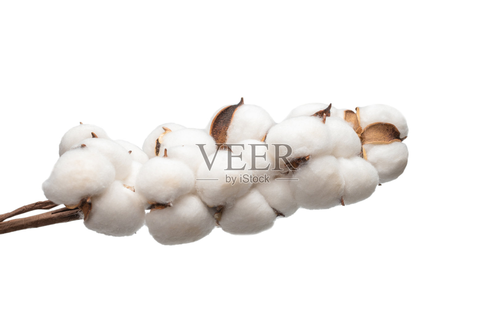 在白色背景上孤立的棉花花枝。照片摄影图片