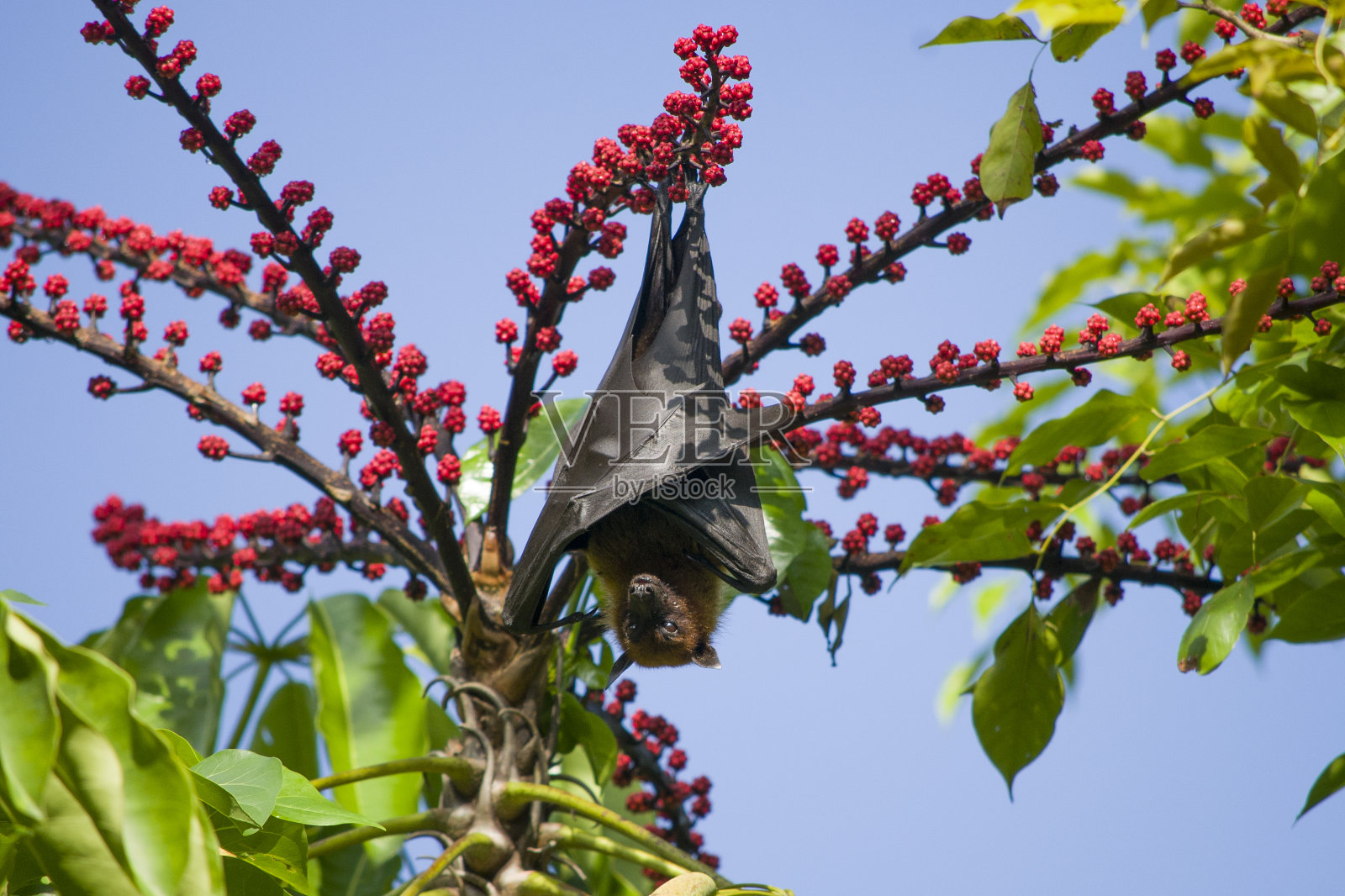 果蝠挂在树上照片摄影图片