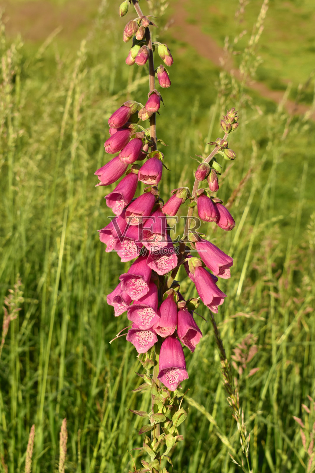 美丽的深粉色毛地黄的特写照片摄影图片