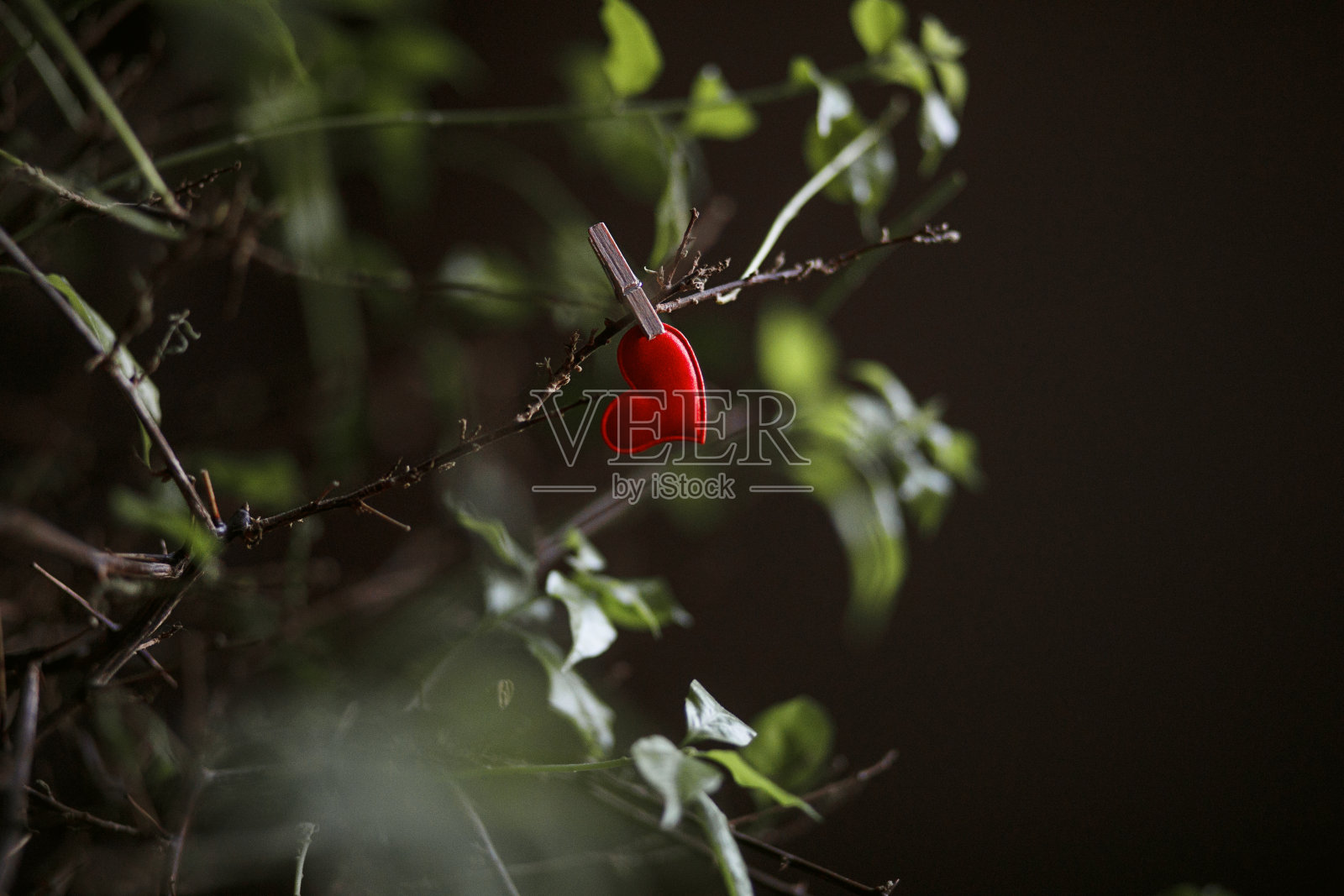 红心被树枝夹住了。照片摄影图片