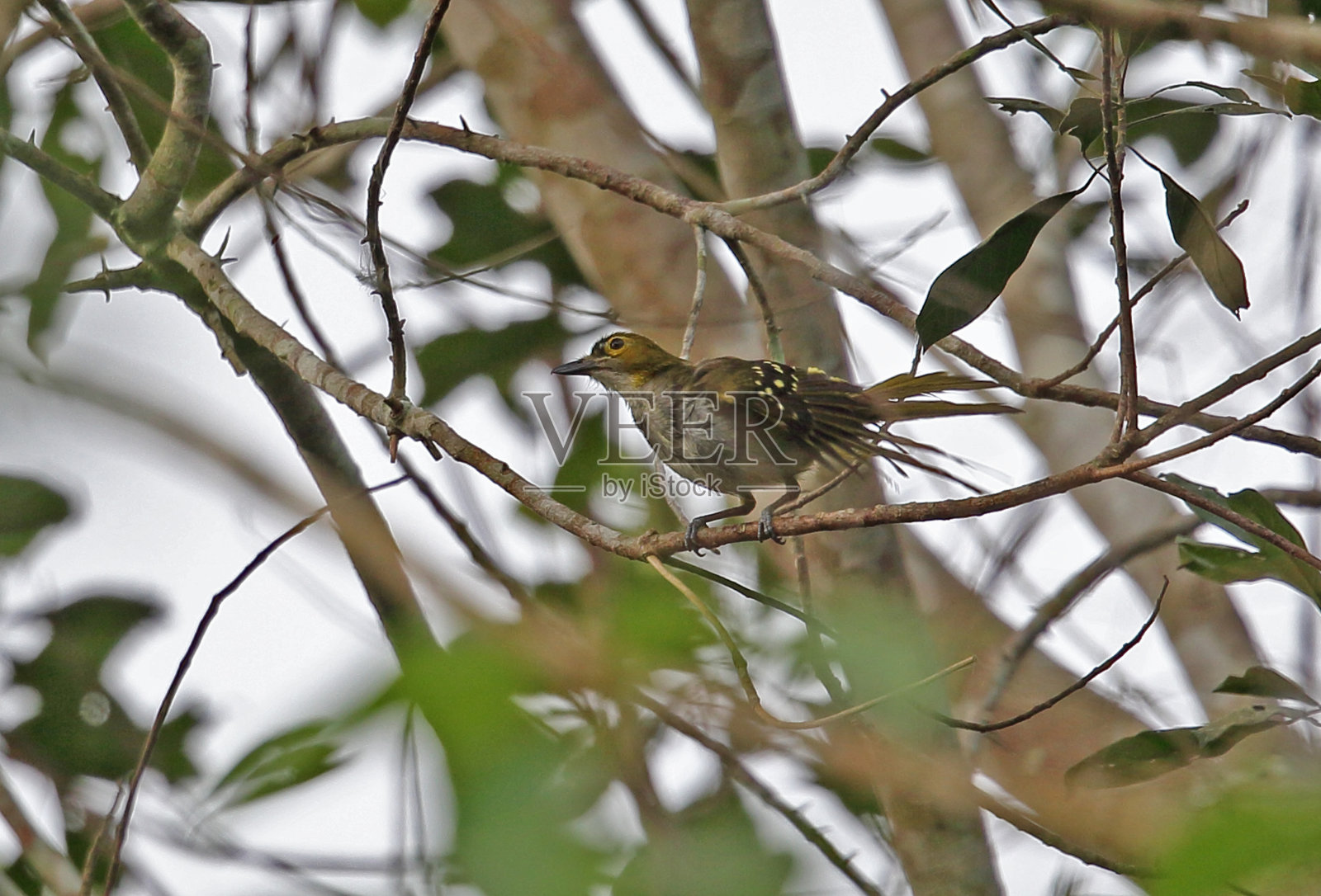 西方Nicator照片摄影图片