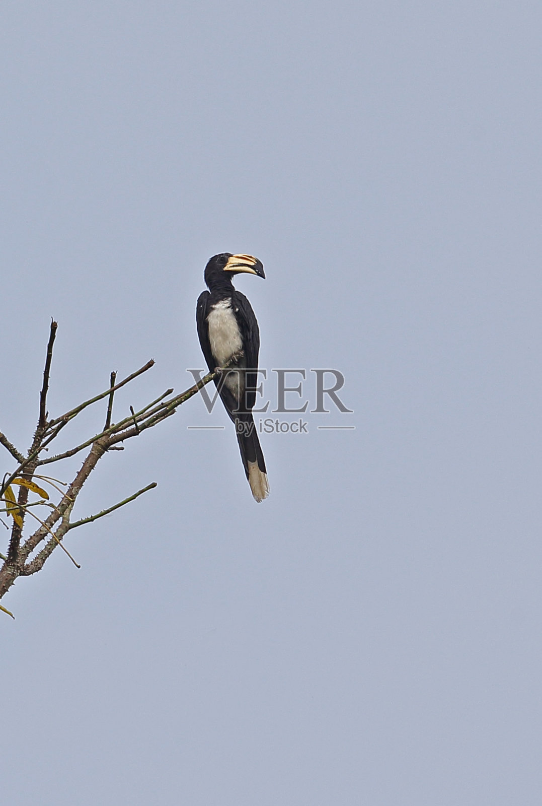 西非花衣犀鸟照片摄影图片