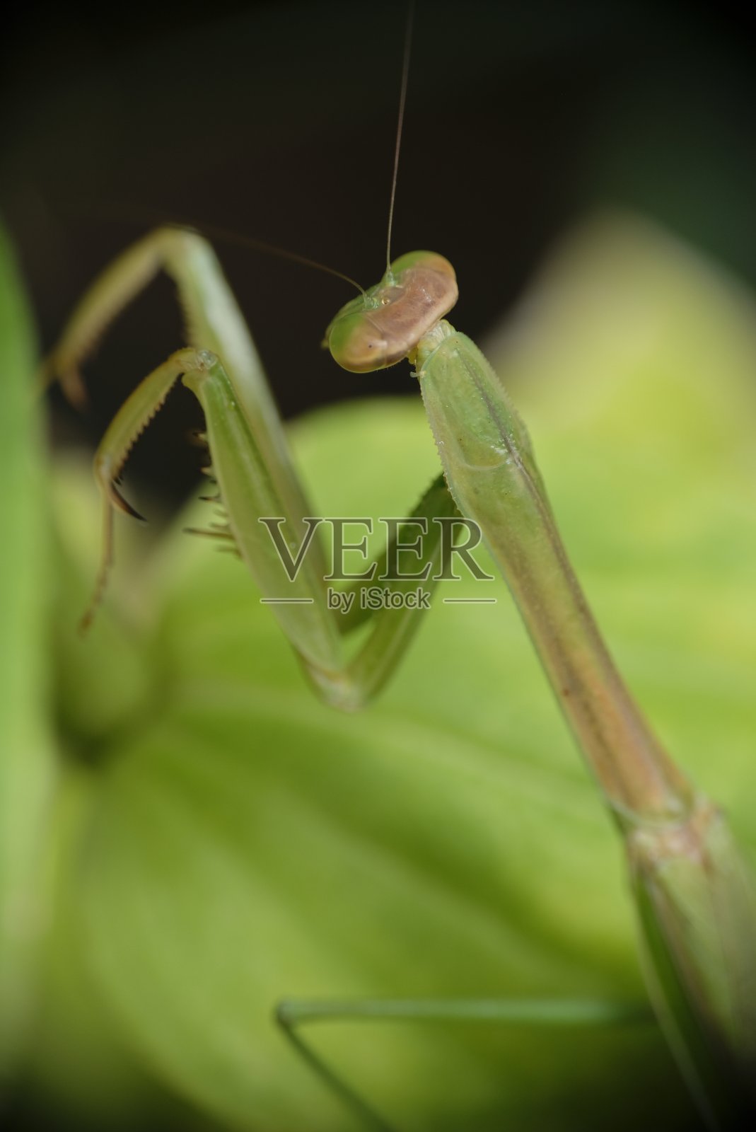 花园里螳螂的特写镜头。照片摄影图片