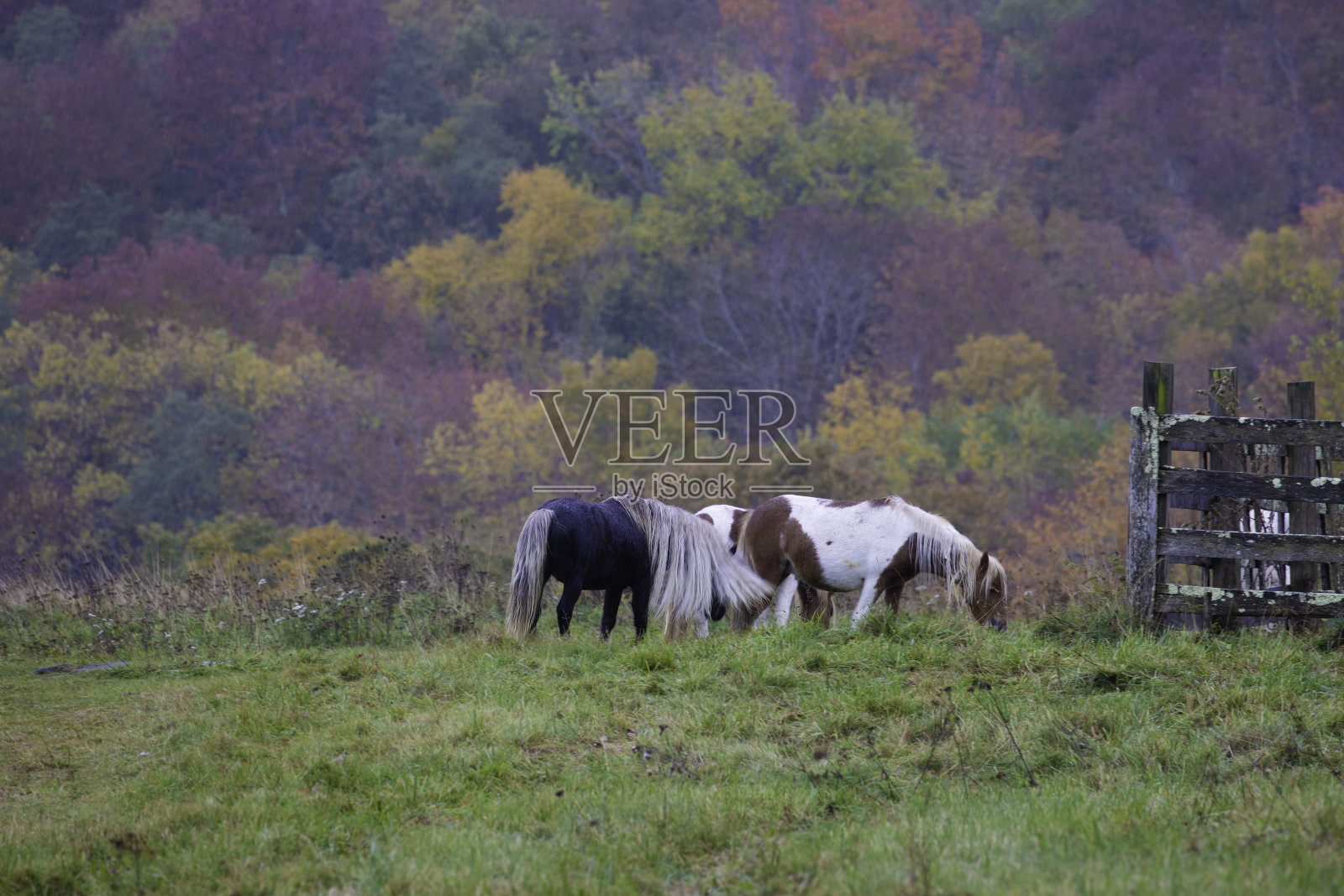 弗吉尼亚州格雷森高地州立公园照片摄影图片