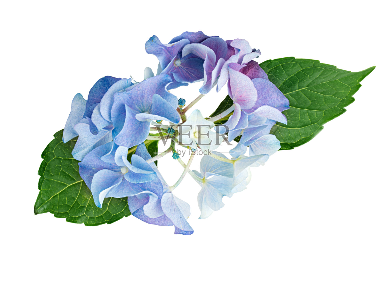 绣球花孤立的白色背景照片摄影图片