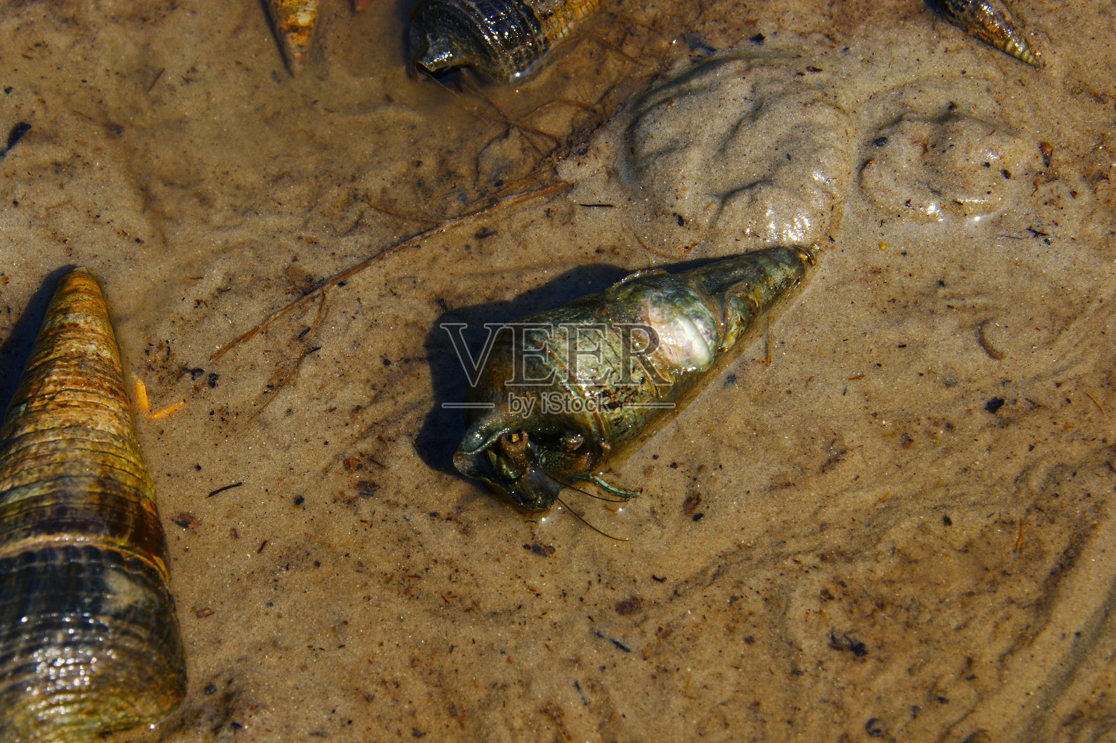 绿松石寄居蟹。寄居蟹壳照片摄影图片