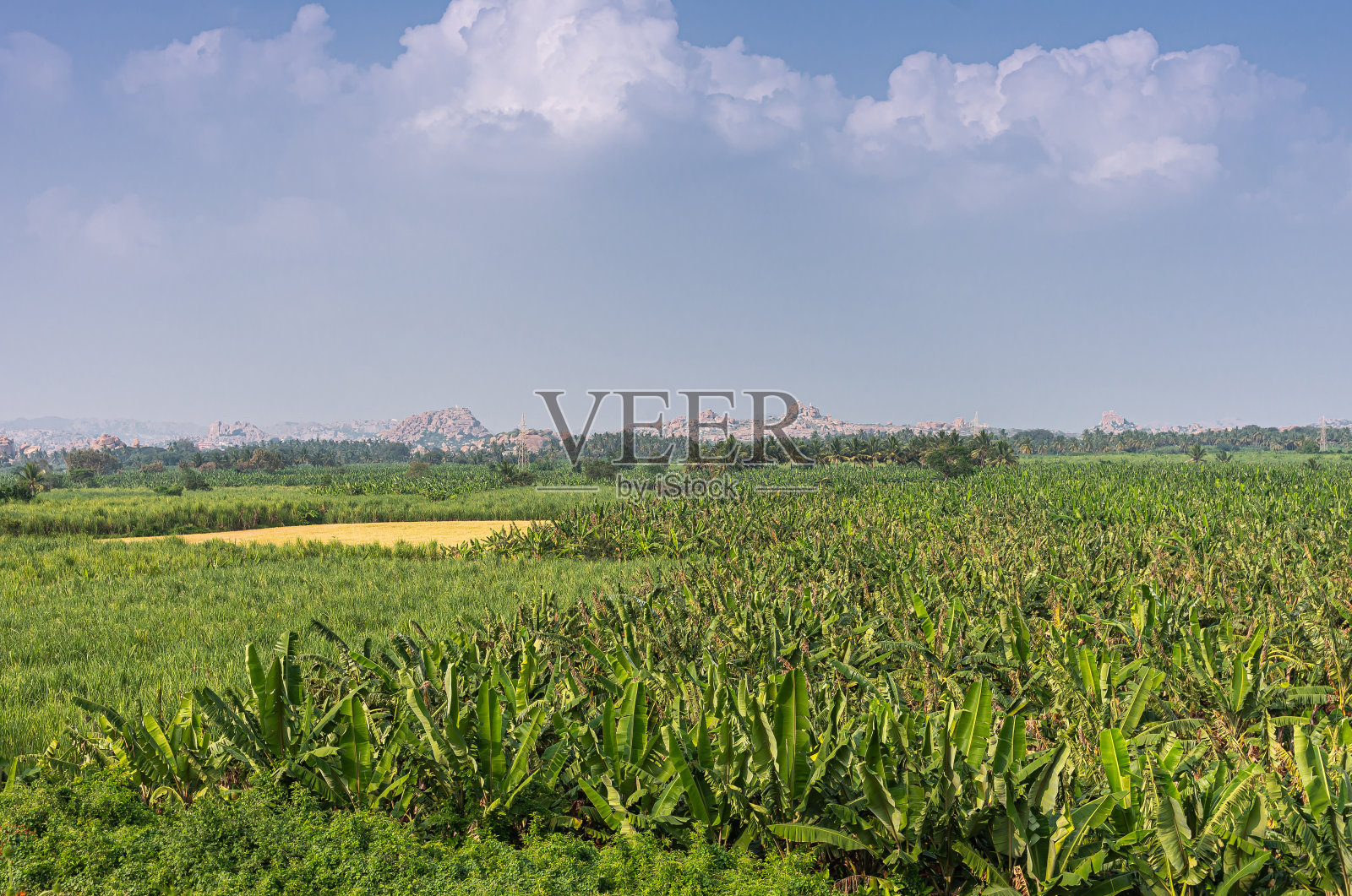 印度卡纳塔克邦汉比市Kamalapura湖丰富的农业。照片摄影图片