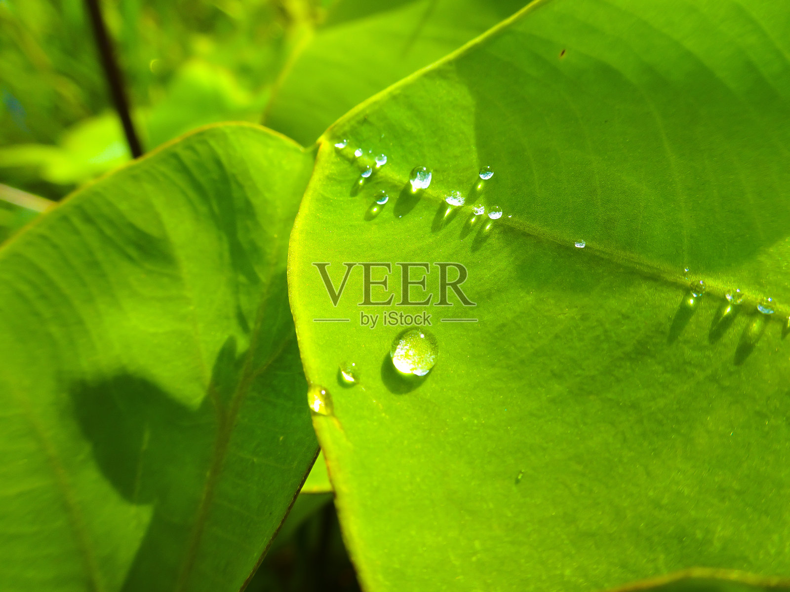 自然的露珠落在美丽的绿叶上照片摄影图片