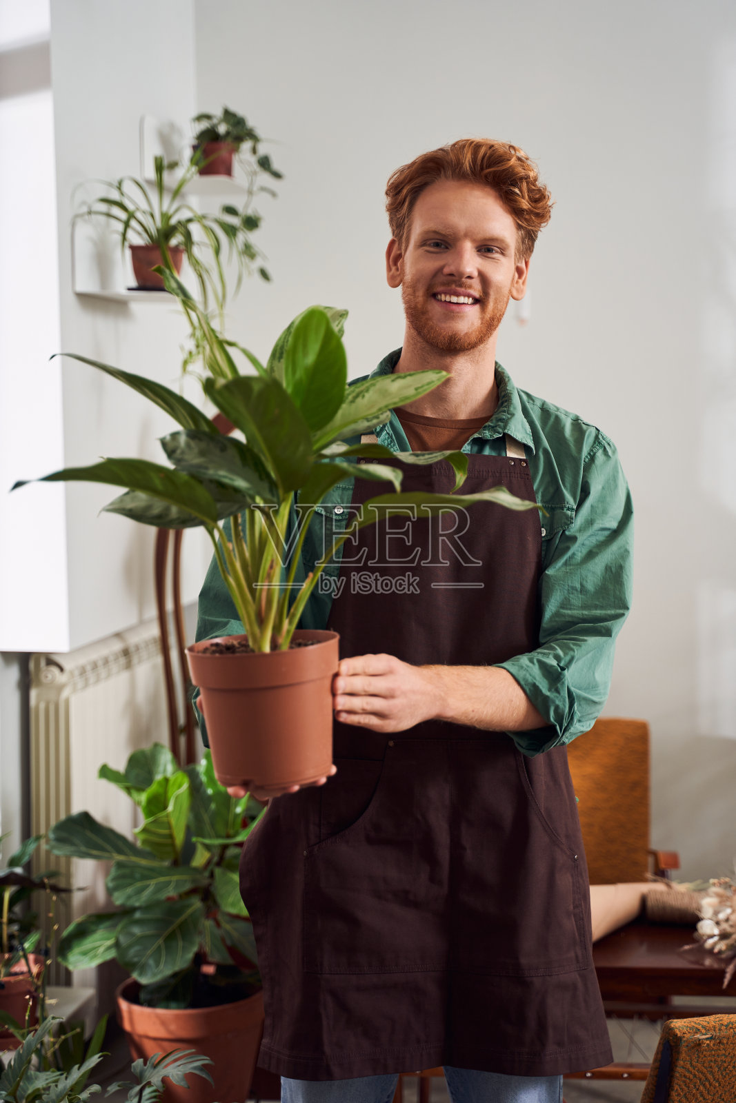 男性花师在花盆中持有植物照片摄影图片