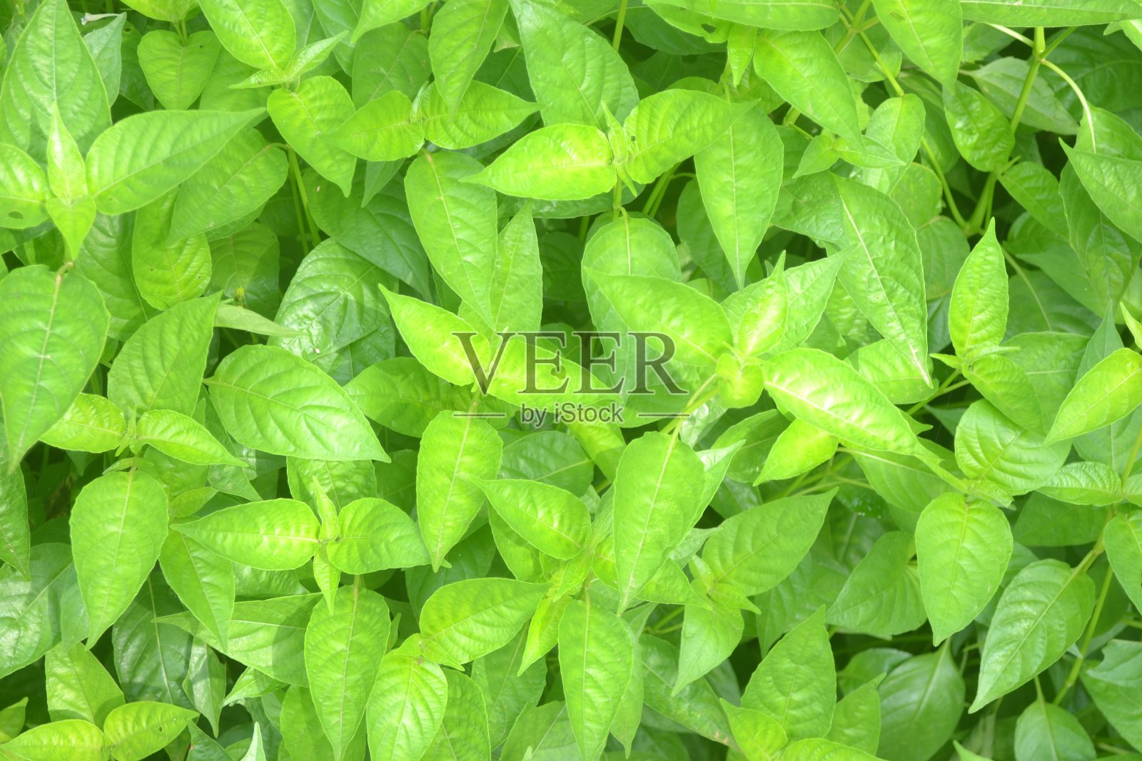 天然草本罗勒植物俯视图照片摄影图片