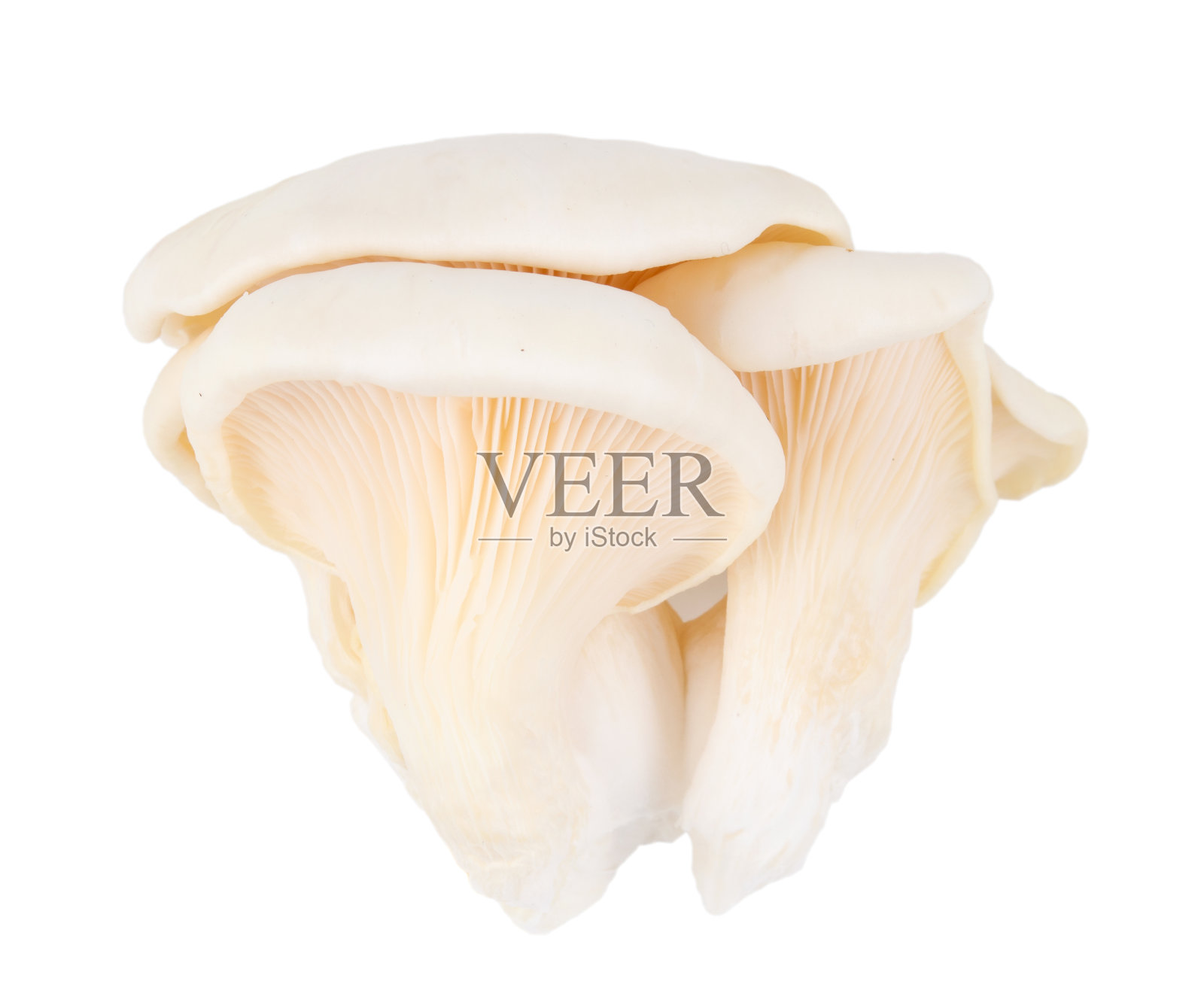 白色背景上的生蚝蘑菇照片摄影图片