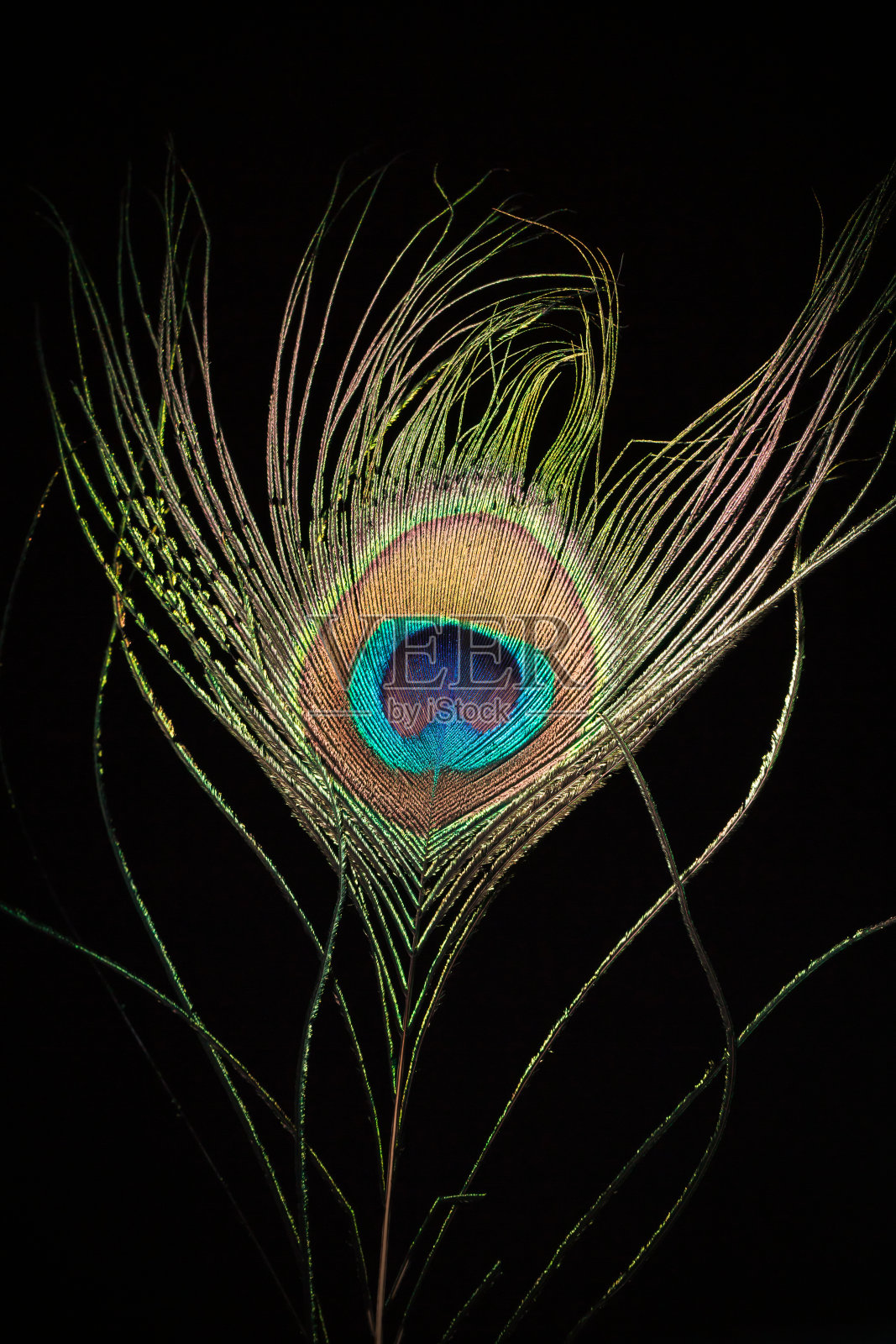 美丽的孔雀眼羽在黑色的背景照片摄影图片