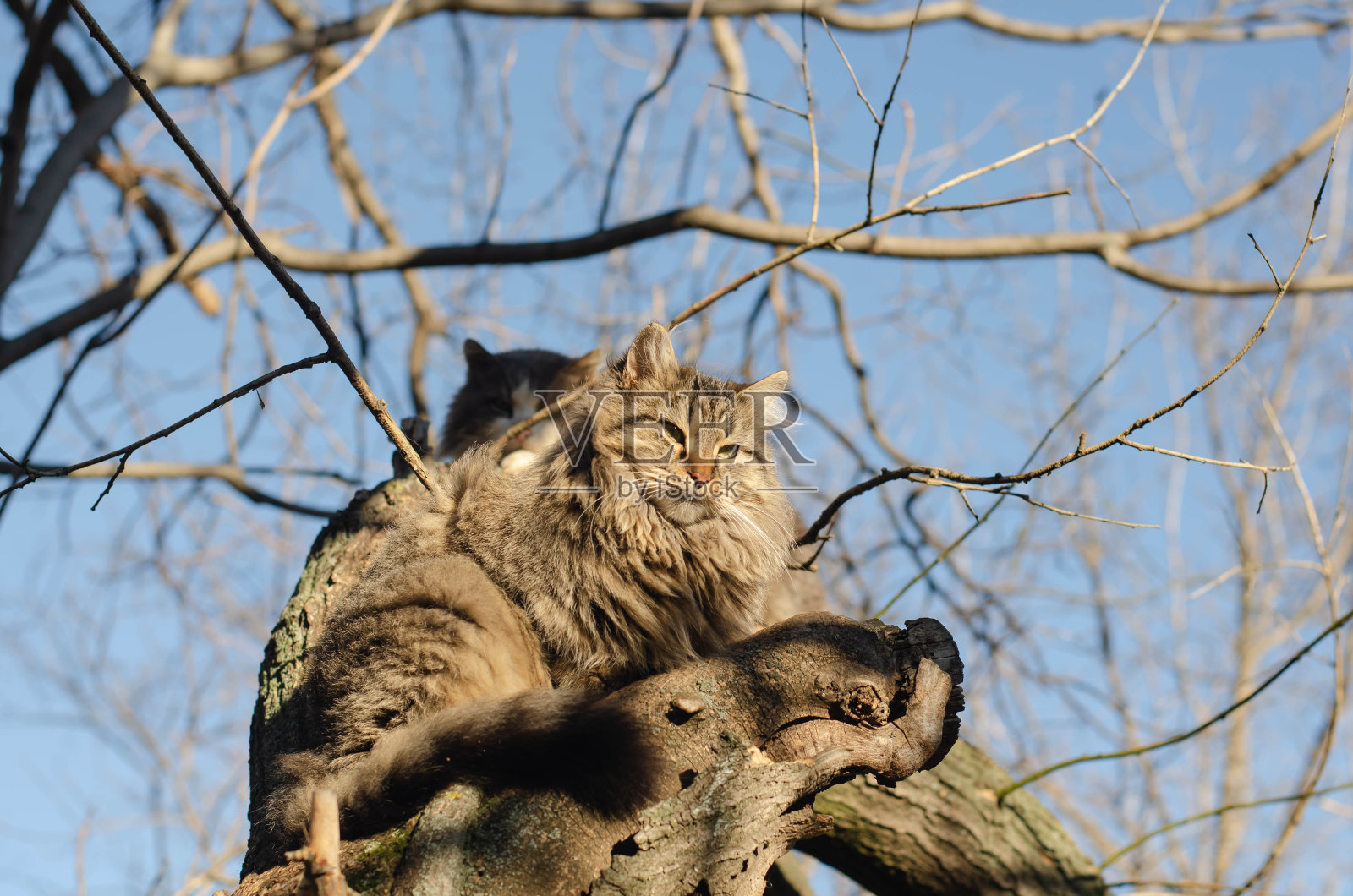 这只流浪猫正坐在一棵树上。院子里的猫正在晒太阳。被遗弃的宠物。照片摄影图片