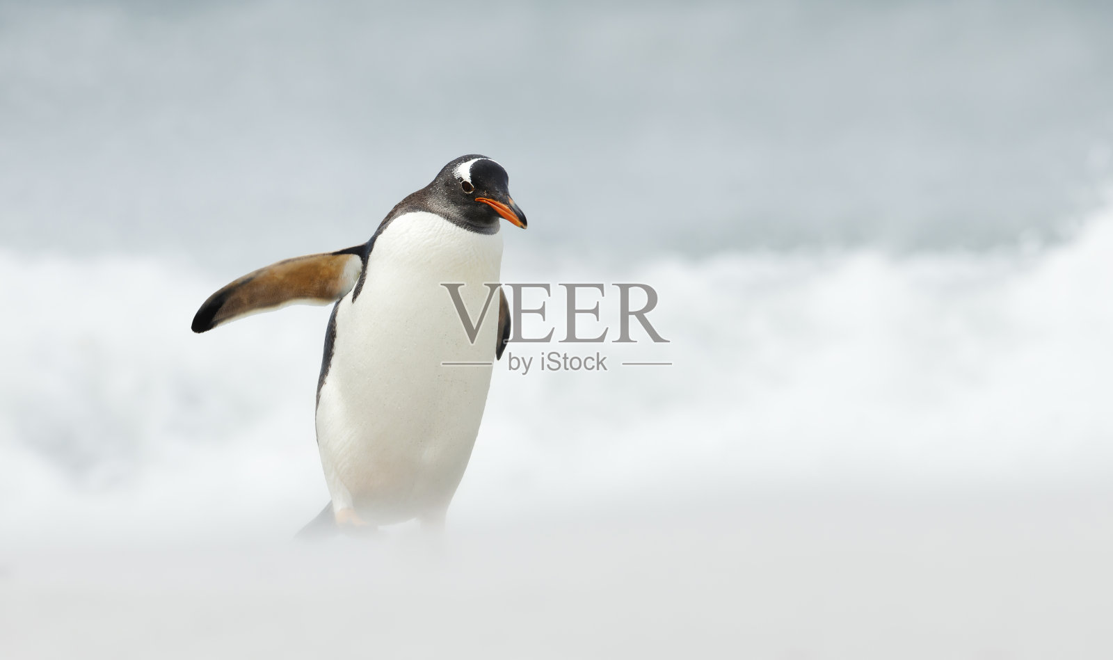在大西洋海滩上的巴布亚企鹅的特写照片摄影图片