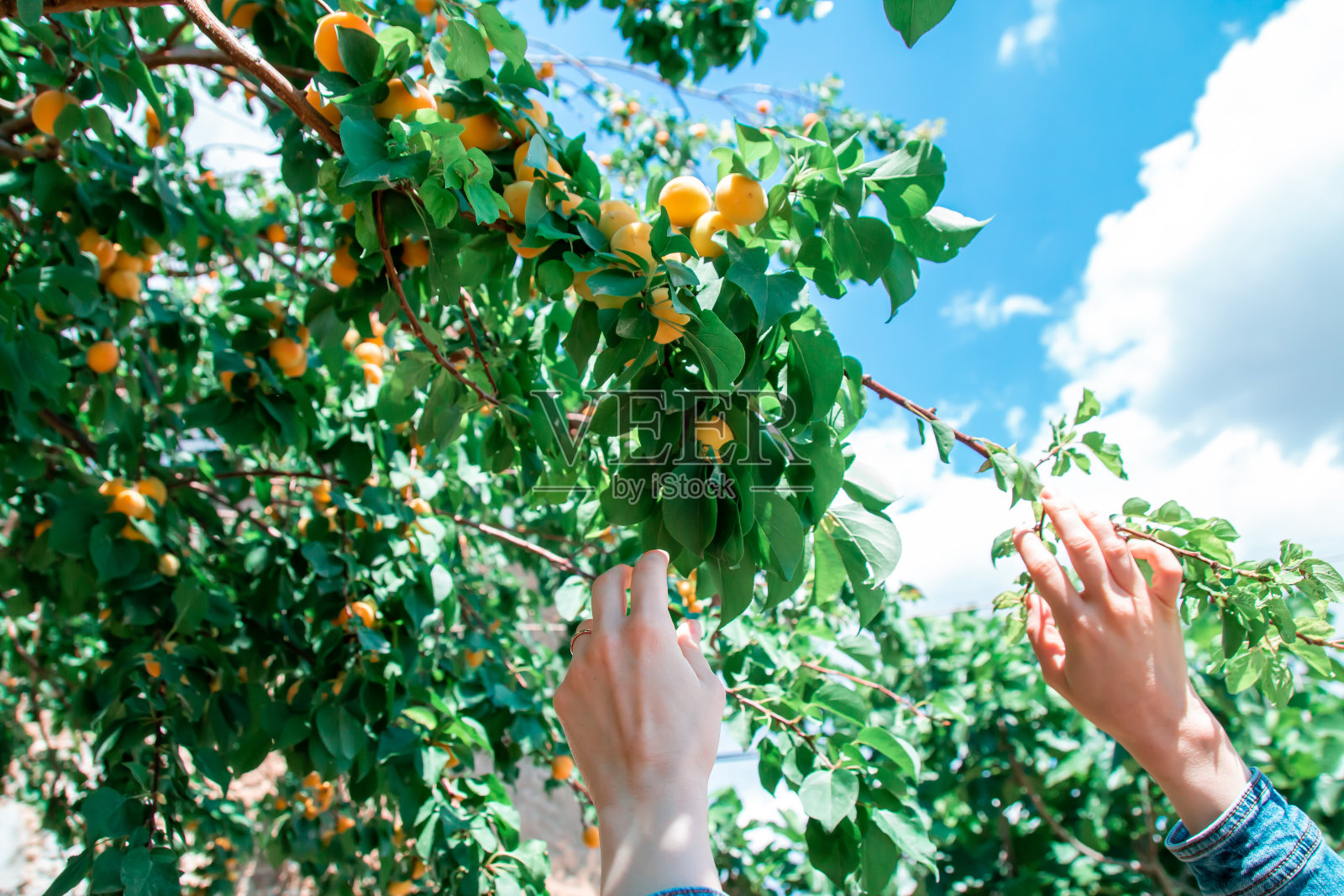 女子从树枝上采摘美味新鲜的有机杏子。照片摄影图片