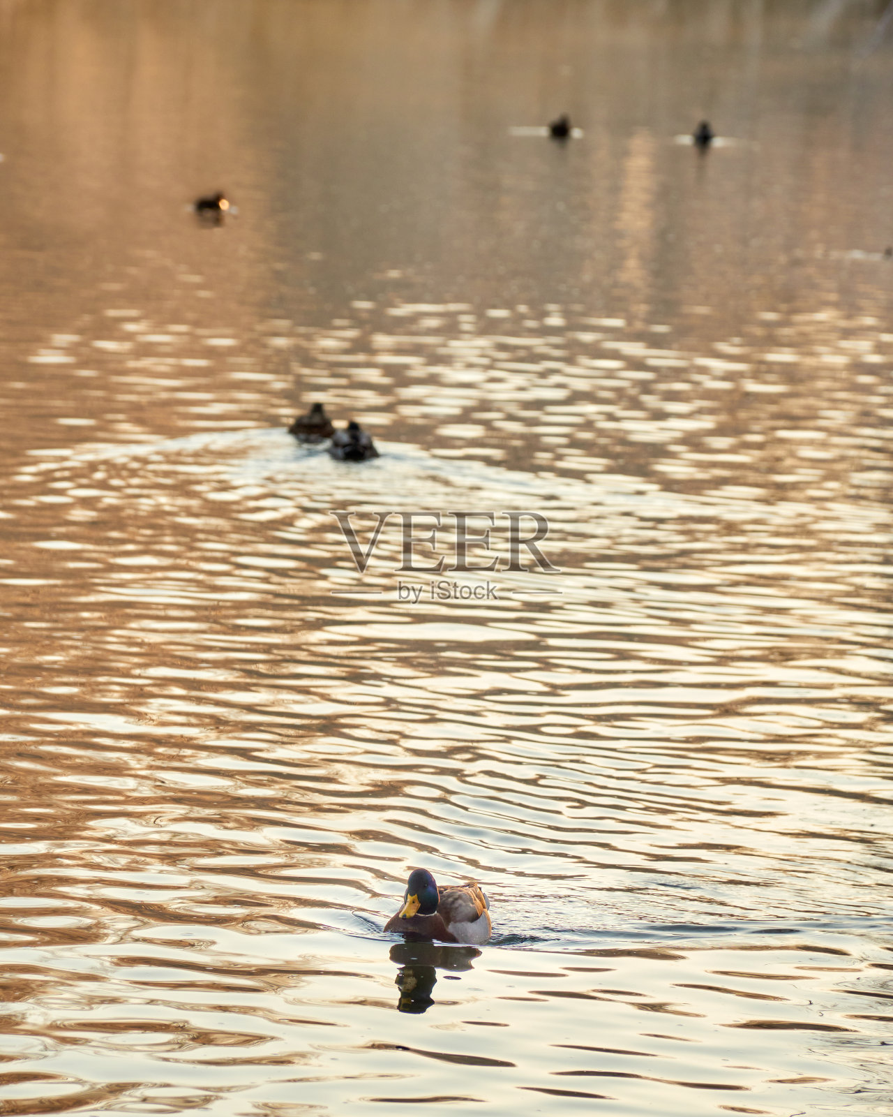 野鸭是鸭科游丝的一种。日落时分，一对公鸭和母鸭从河里游过来。Green-headed鸭子。俯视图照片摄影图片