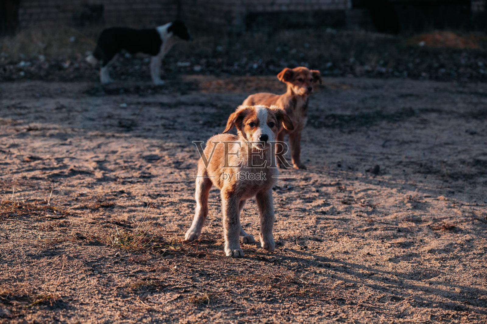 一群无家可归的小狗看着摄像机照片摄影图片
