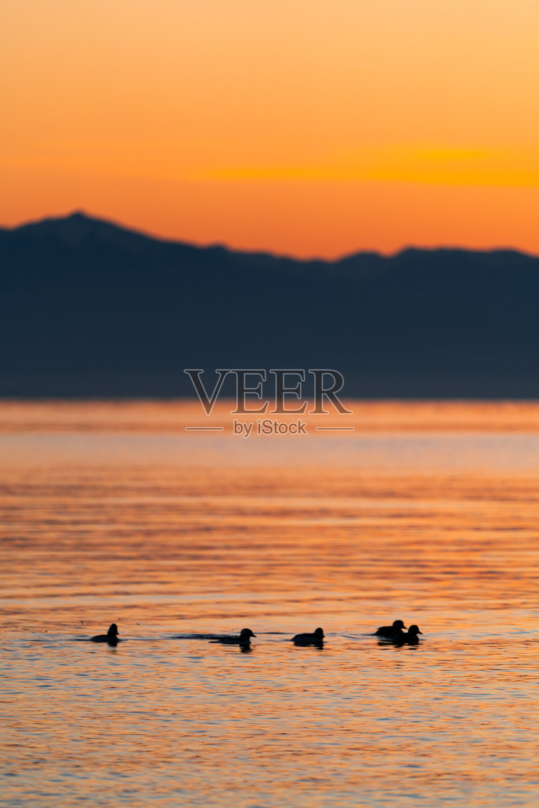 奥林匹克山脉前的一小群鸭子照片摄影图片