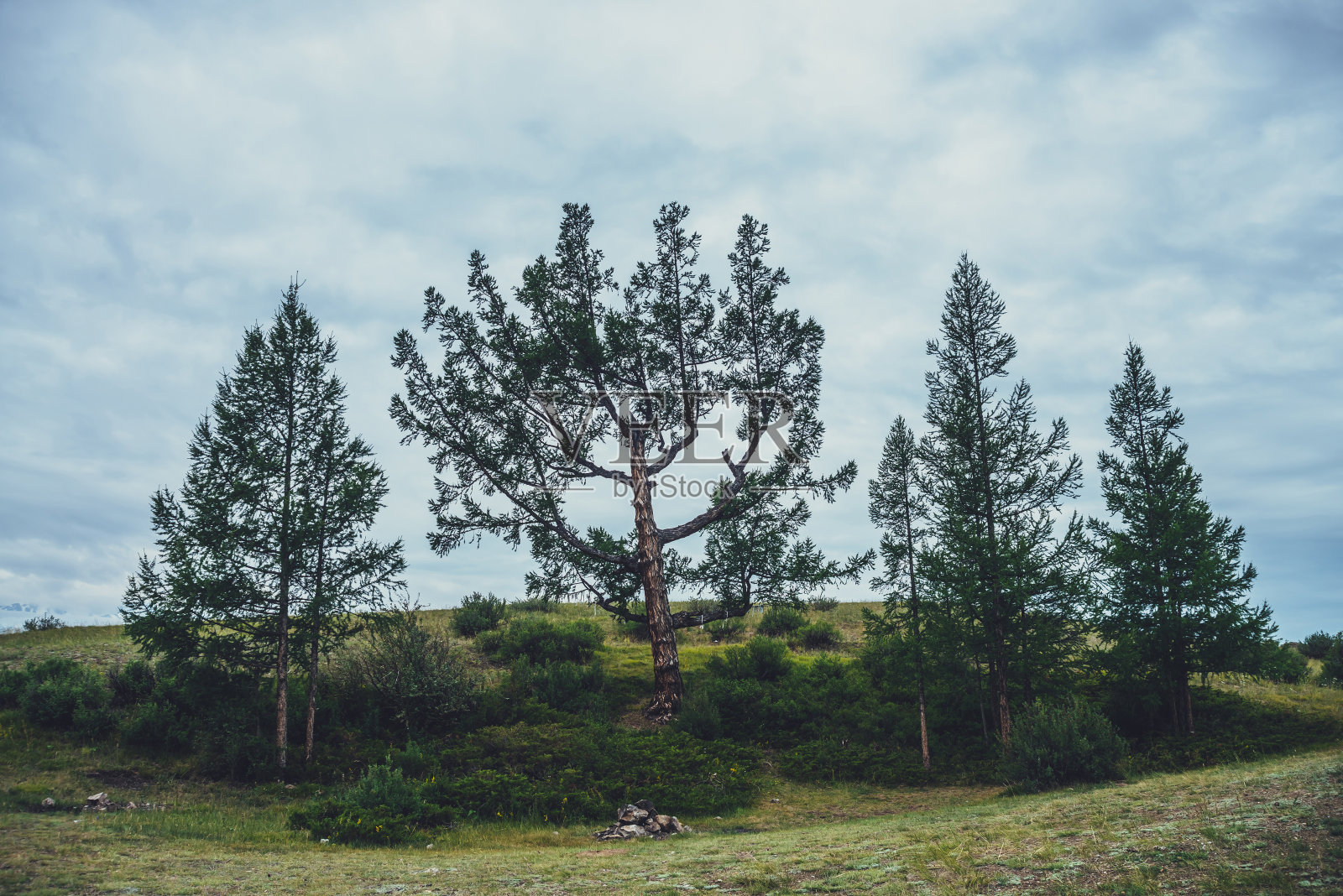 戏剧性的风景与少数美丽的树木在绿色的山丘上的背景蓝色多云的天空。在阴天有雪松和落叶松的自然景观。一组形状奇特的针叶树照片摄影图片