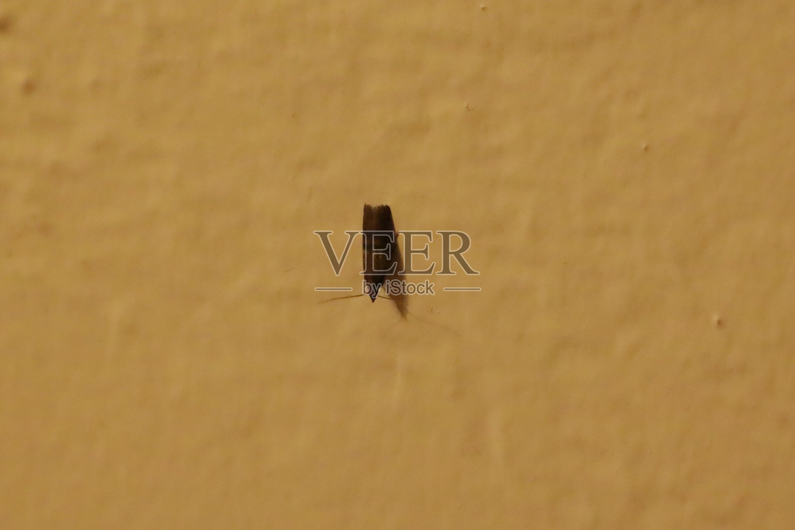 墙上的昆虫照片摄影图片