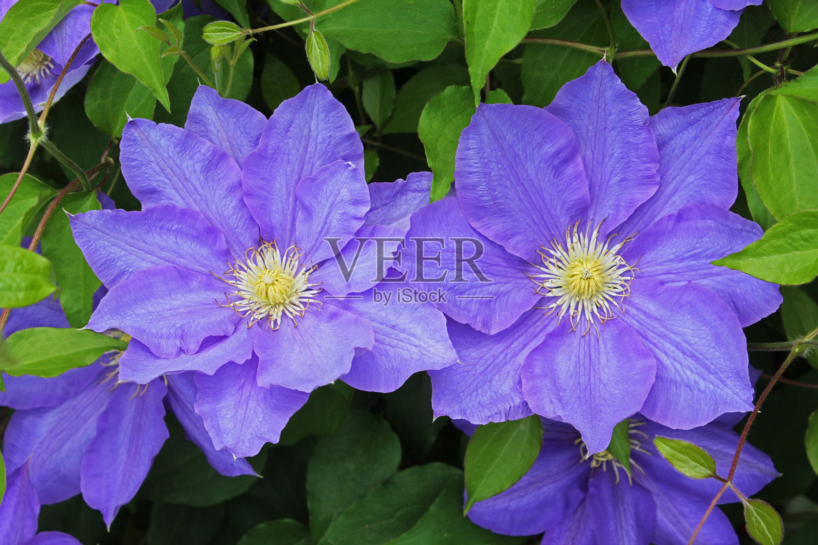 蓝色的铁线莲花在花园里。照片摄影图片