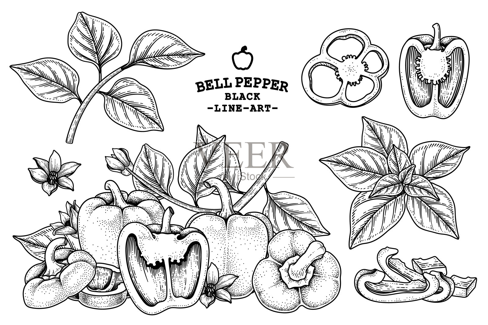 一套柿子椒手绘元素植物插画插画图片素材