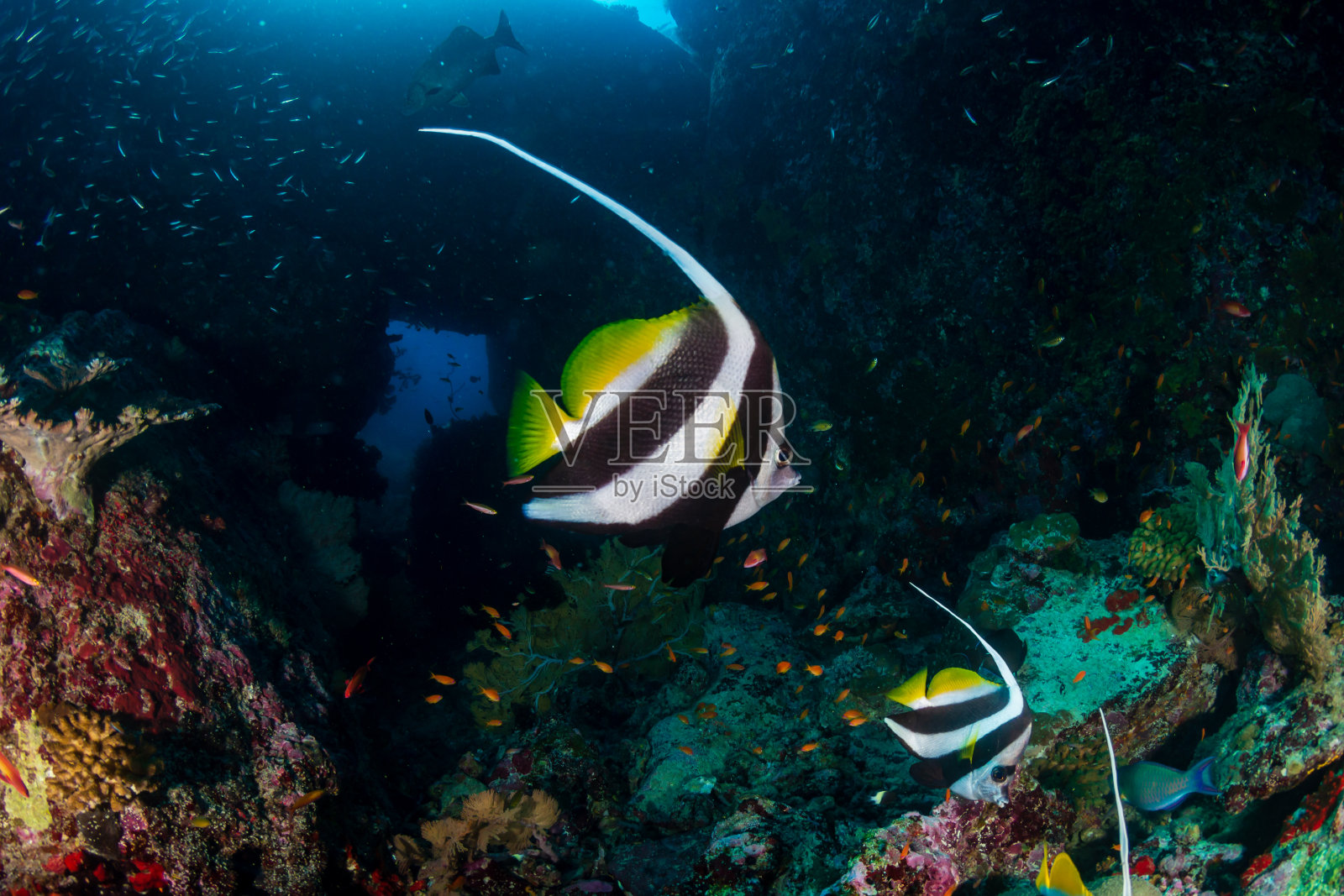 安达曼群岛热带珊瑚礁上的摩尔人偶像照片摄影图片