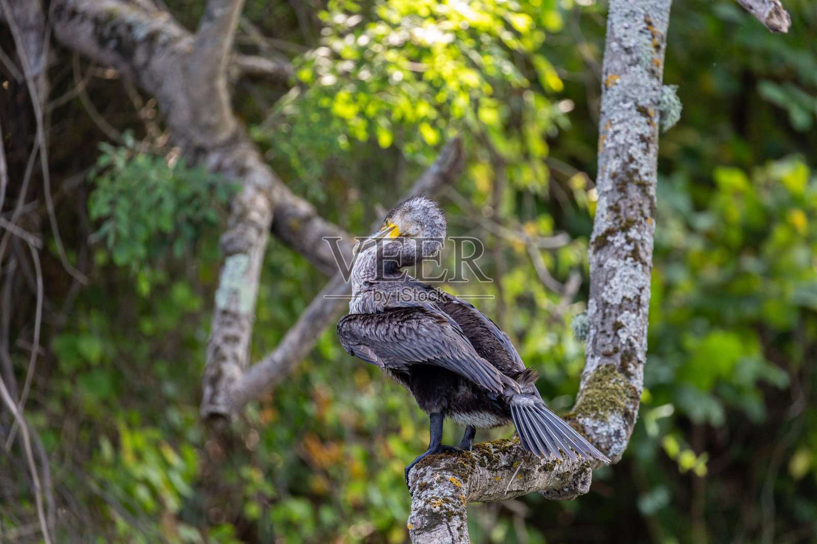 河边树枝上湿漉漉的鸬鹚照片摄影图片