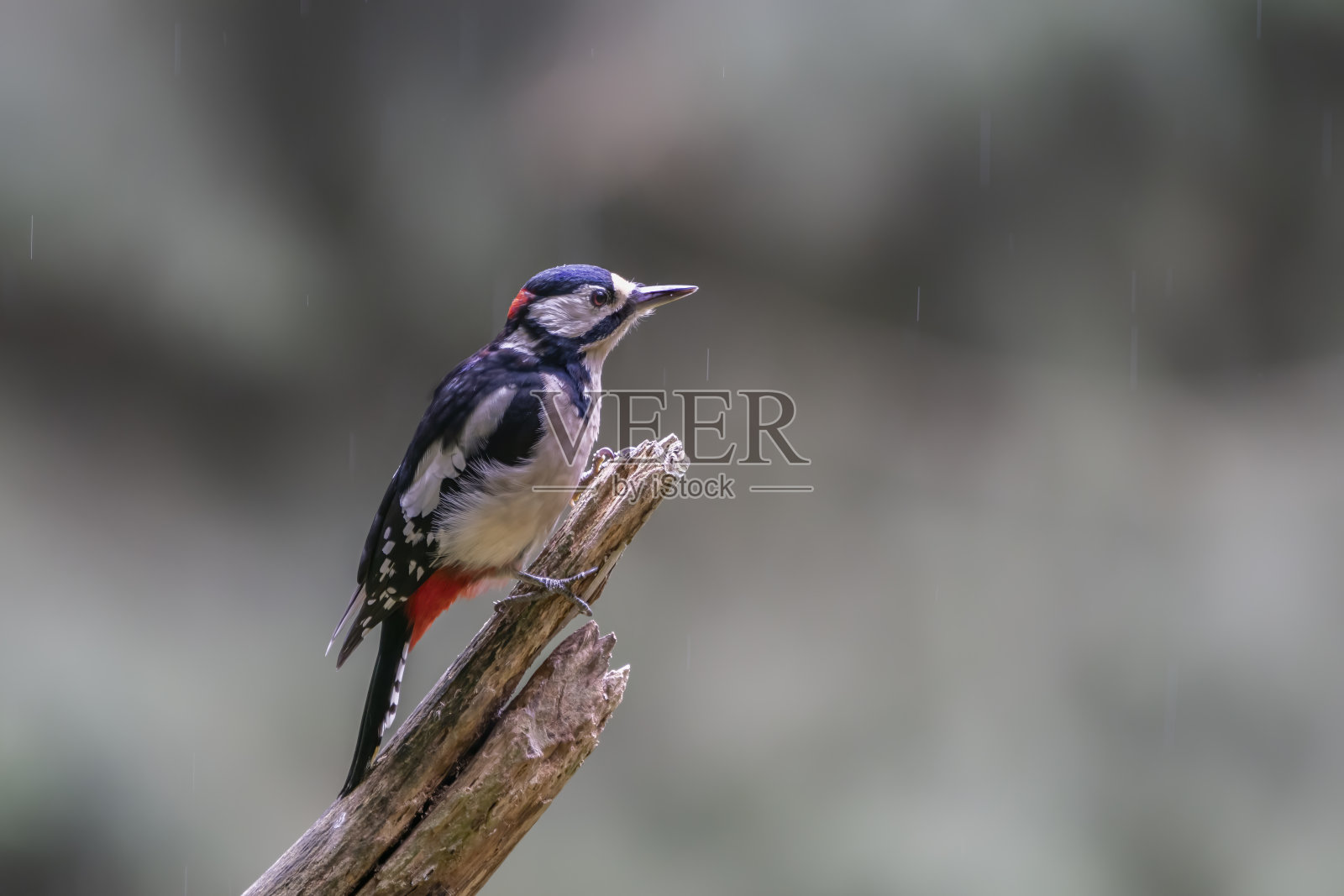 大斑啄木鸟(大斑啄木鸟)在森林中的一棵树上照片摄影图片