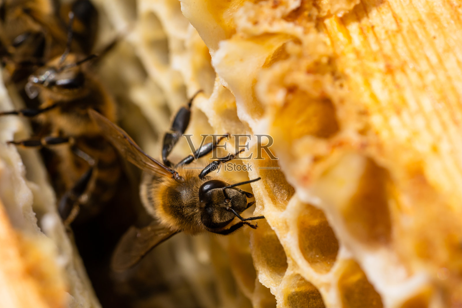 工蜂在蜂巢上工作的微距照片。养蜂和蜂蜜生产形象照片摄影图片