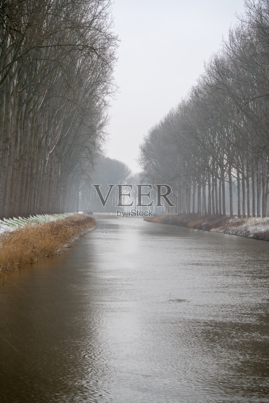 下雪时沿河种树照片摄影图片