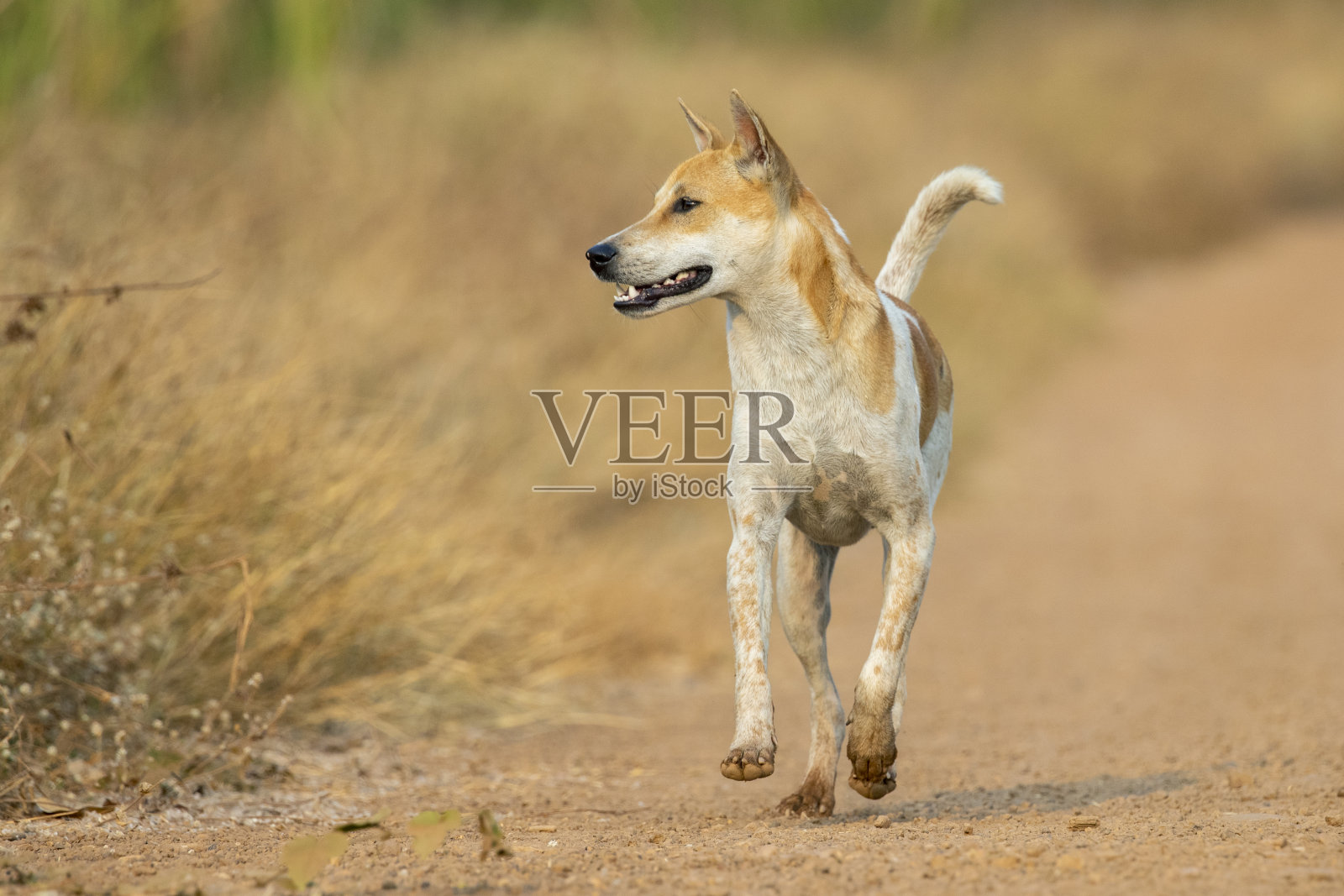 图像的棕色和白色条纹的狗在自然背景。的动物。宠物。照片摄影图片