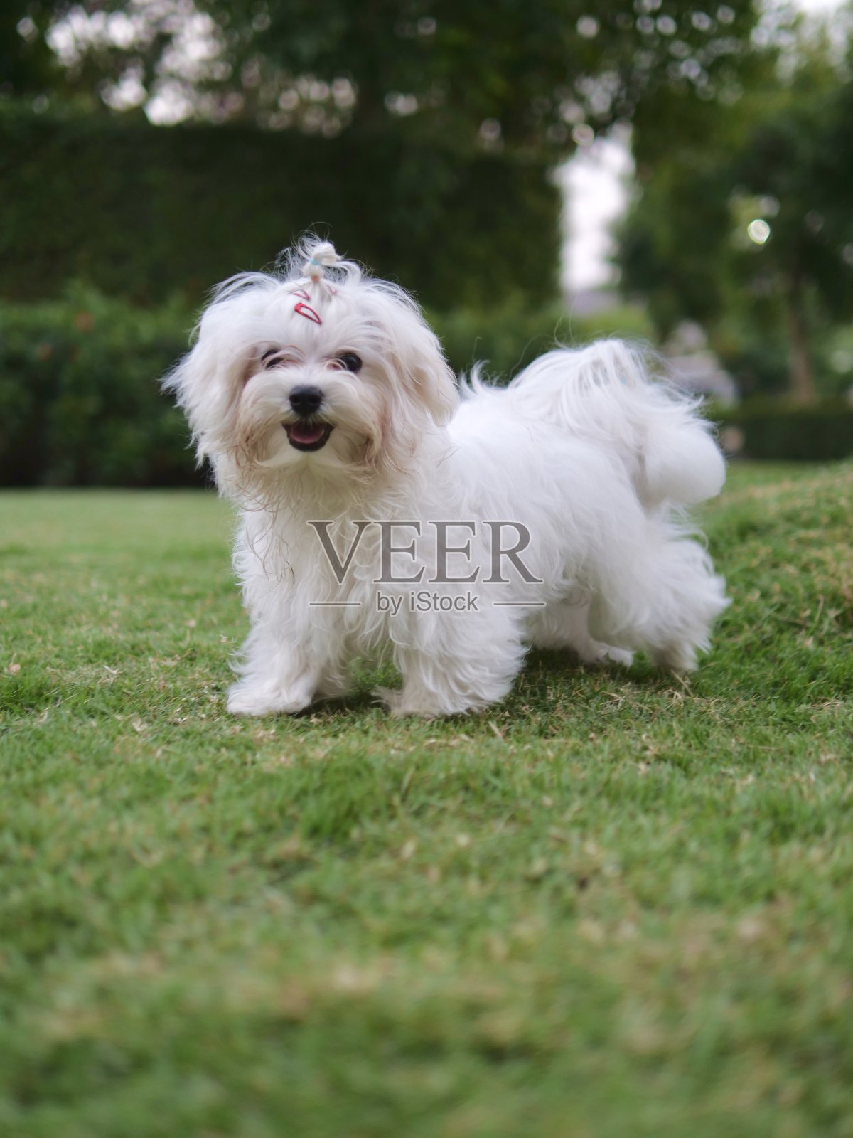 公园里的马耳他小狗照片摄影图片