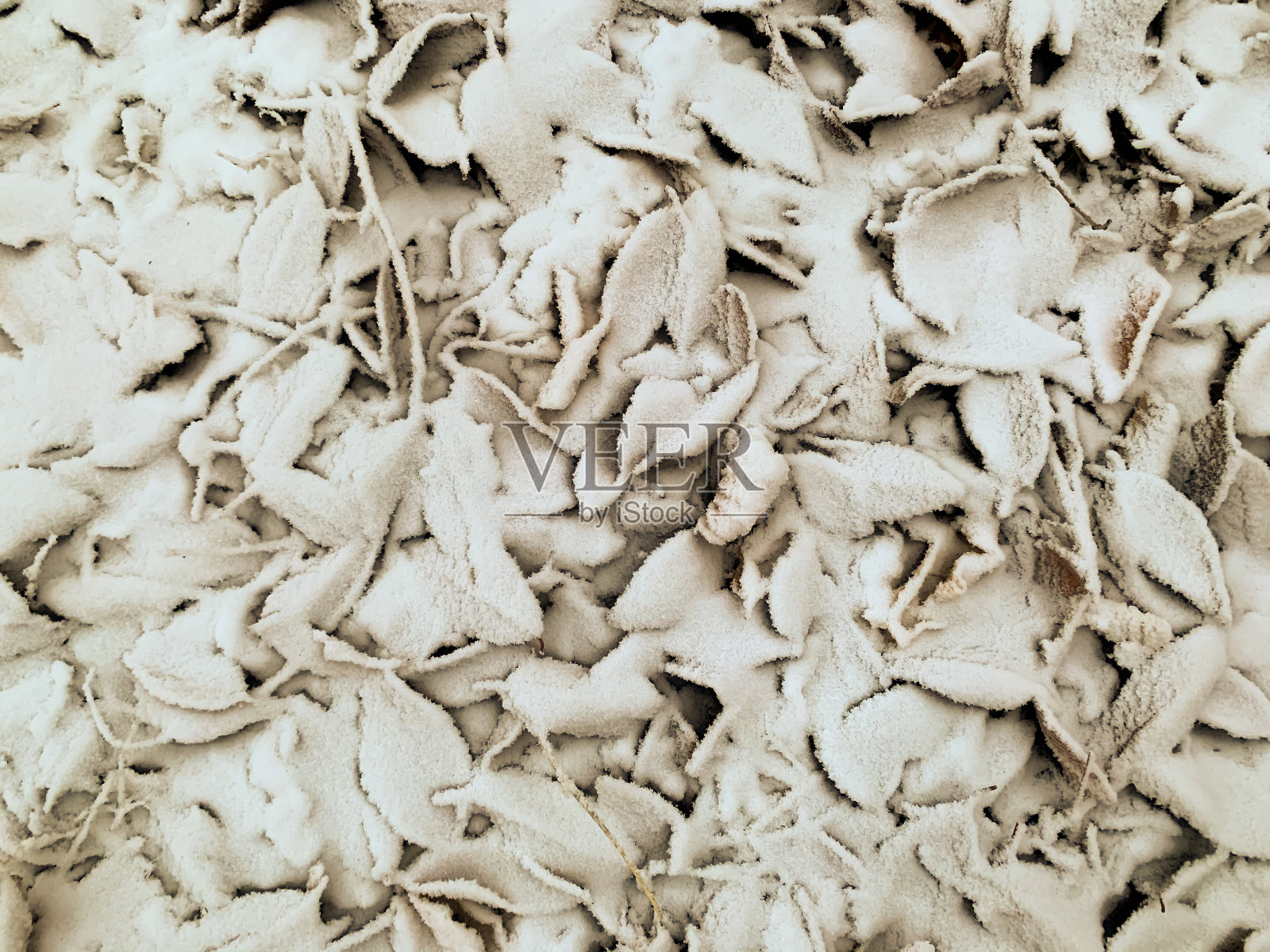 落在雪下的树叶，呈褐色的色调。第一场雪。背景,俯视图照片摄影图片