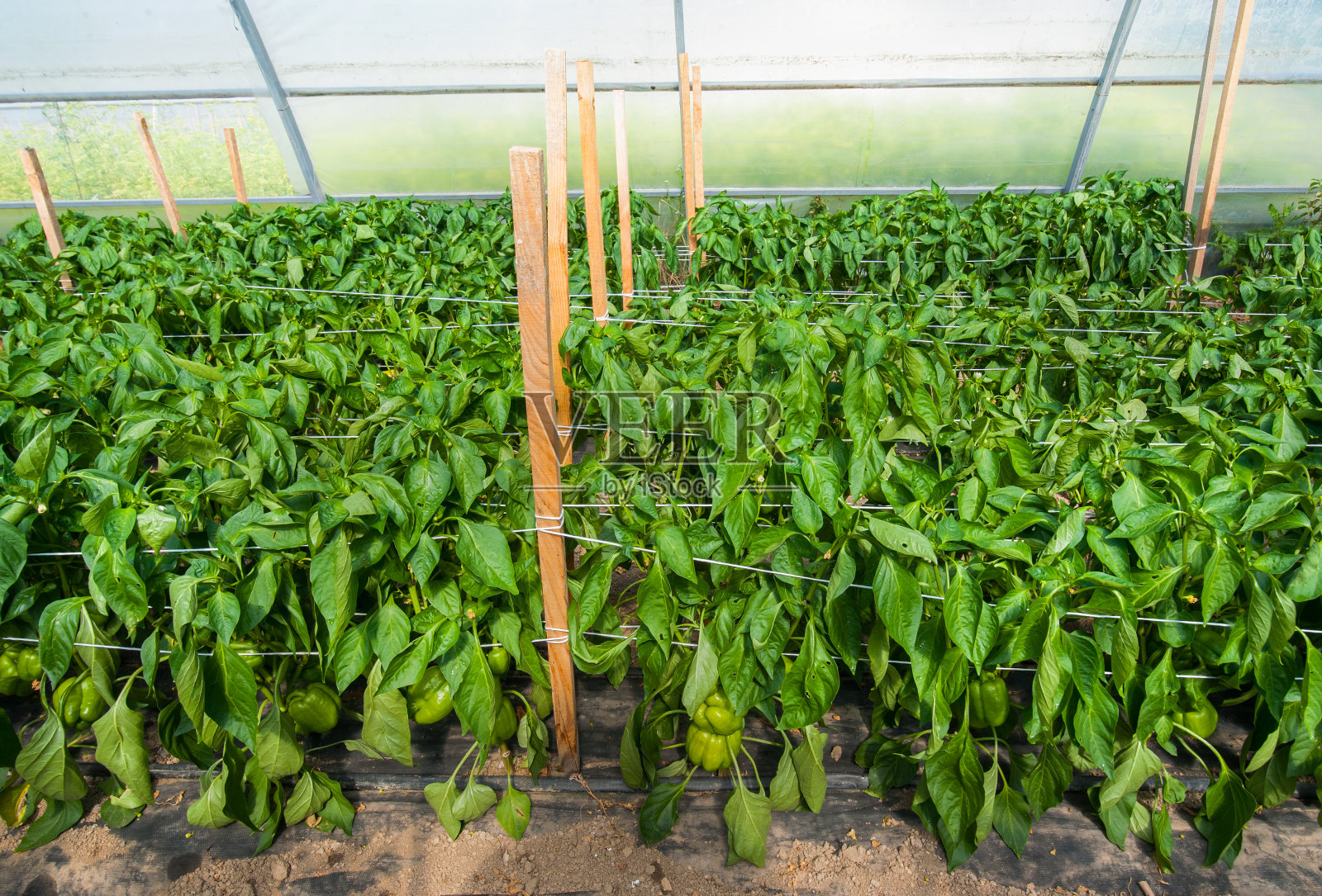 甜辣椒生长在大温室，工业照片摄影图片
