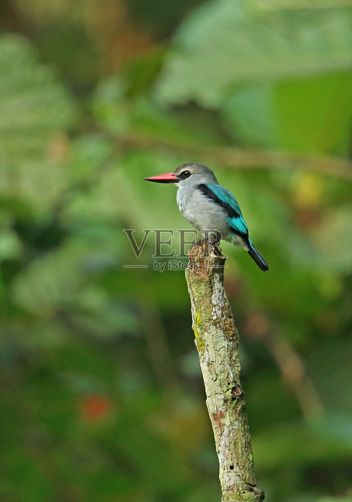 林地翠鸟照片摄影图片