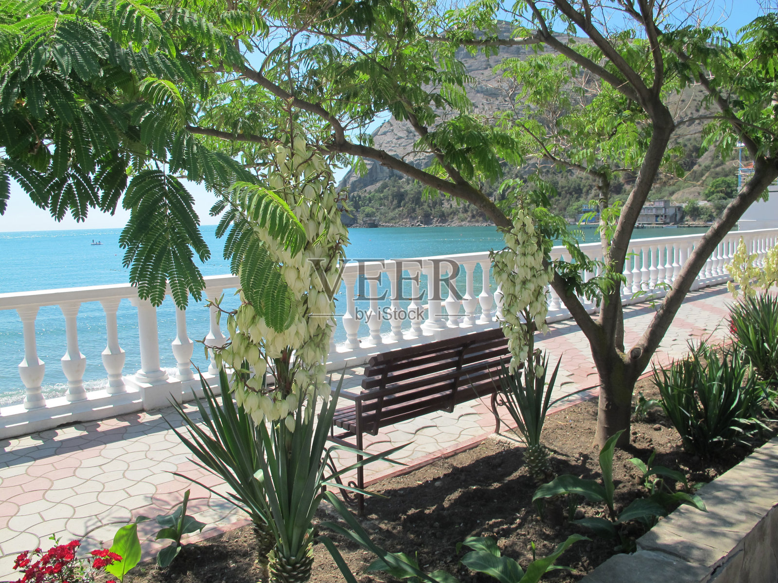 一个海边小村庄的堤岸风景，白色的护墙和盛开的龙舌兰旁边的长凳，在南部的金合欢树下，背景是蓝绿色的大海，新世界，克里米亚照片摄影图片