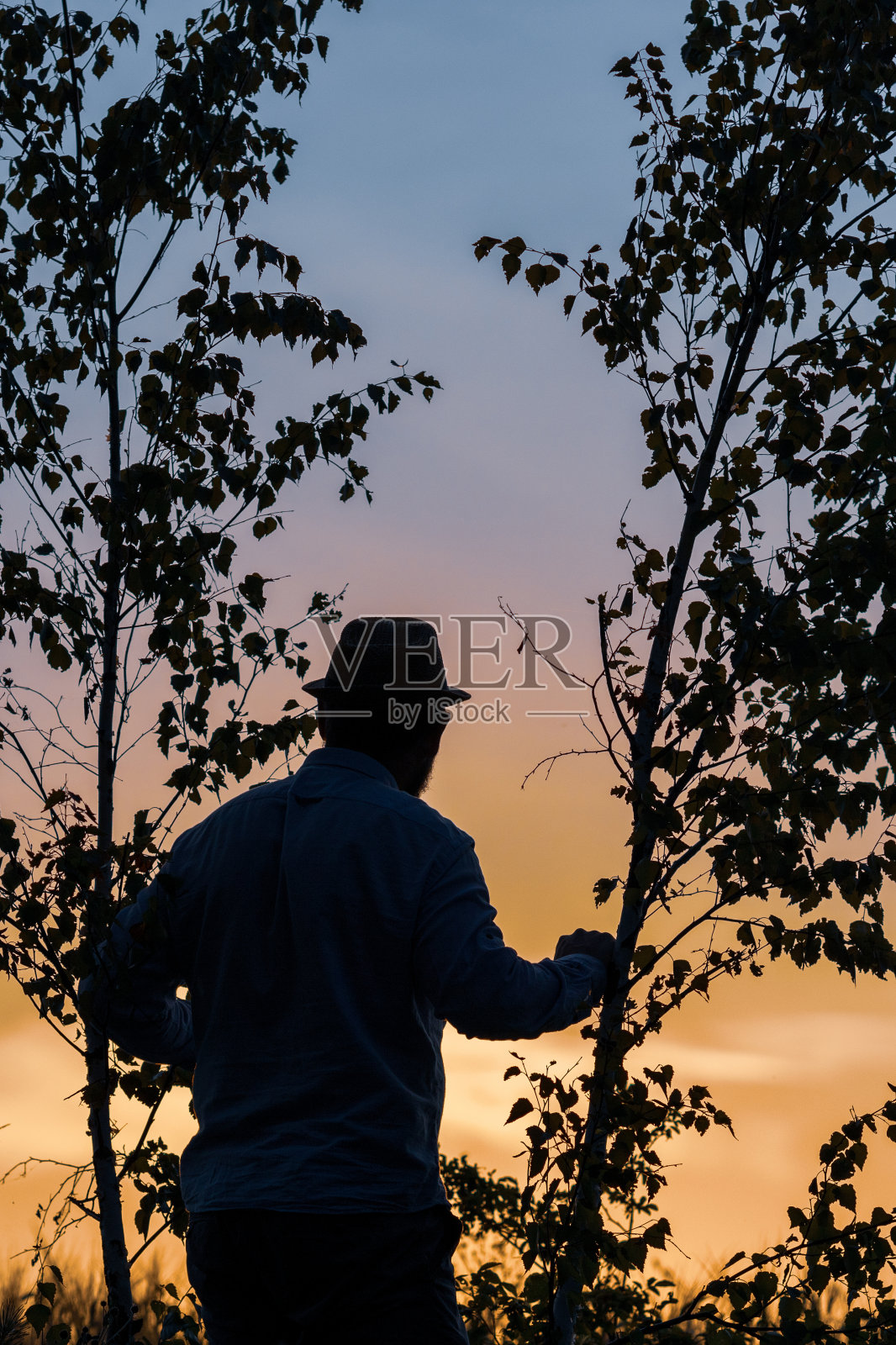 夕阳下，一个男人的剪影从树枝里探出头来照片摄影图片