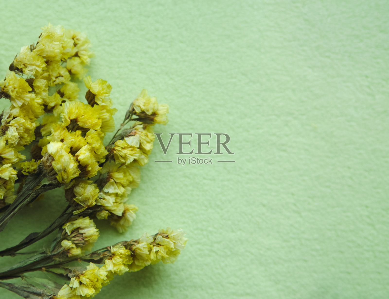 黄色的花，绿色的背景。副本的空间。广场照片摄影图片